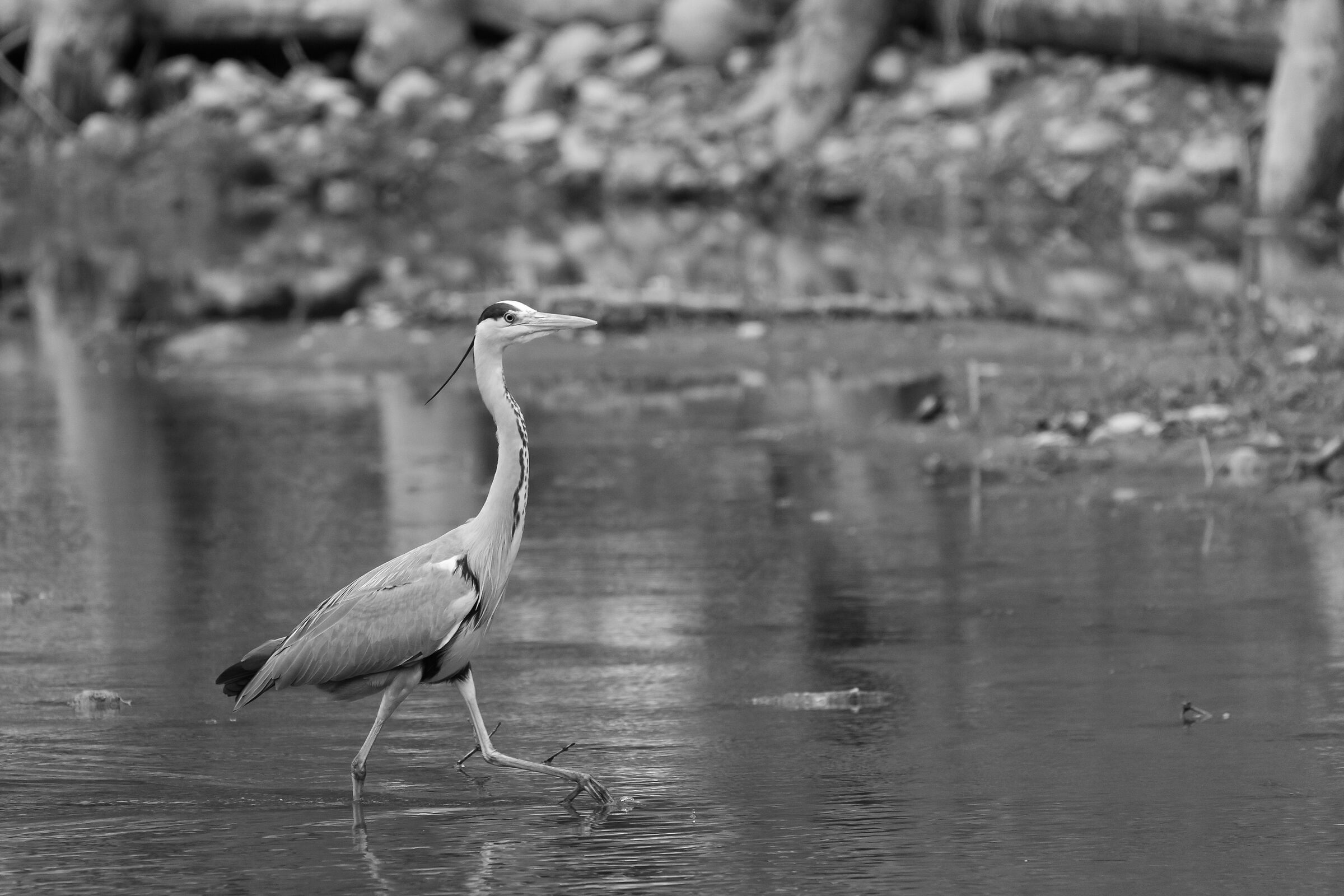 Airone in bianco e nero - Imbersago LC Italia