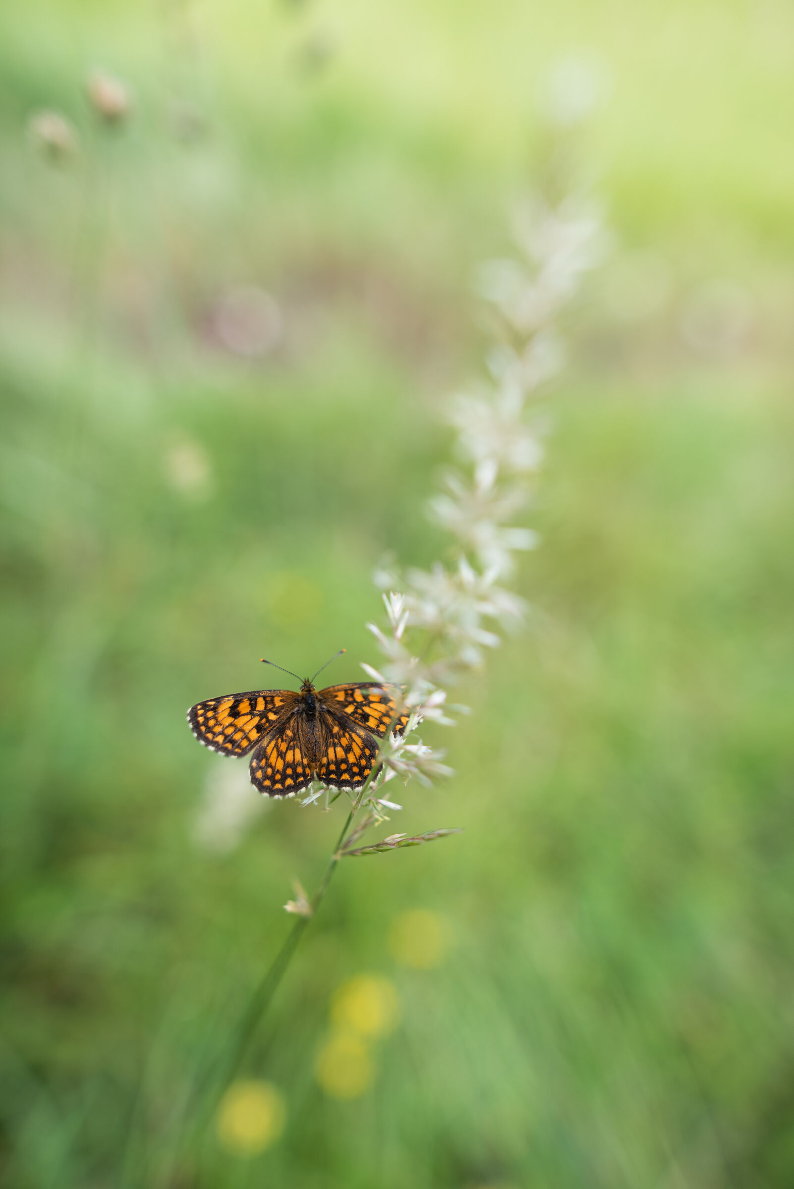 Melitaea phoebe