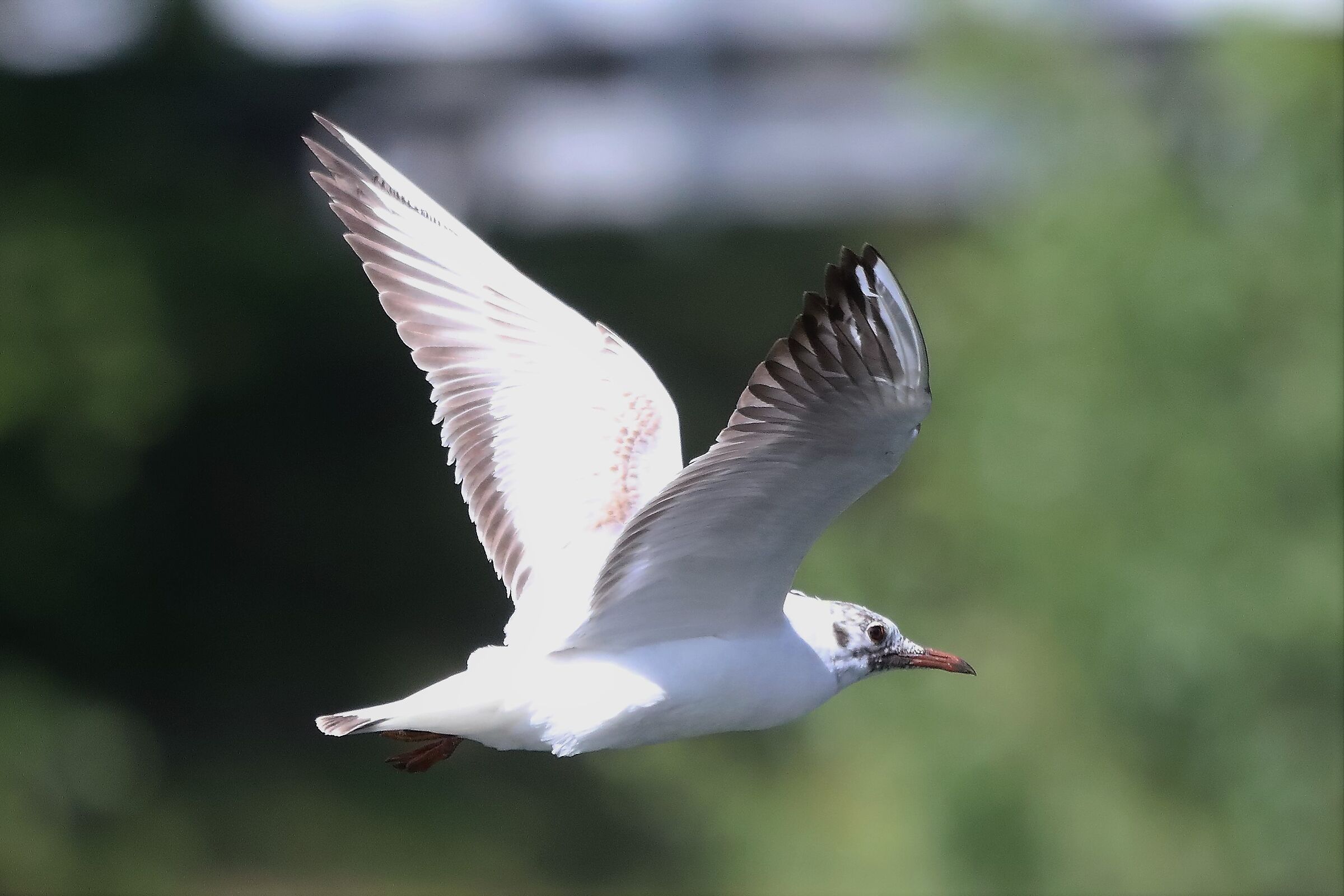 gabbiano terrestre 10-05-2022