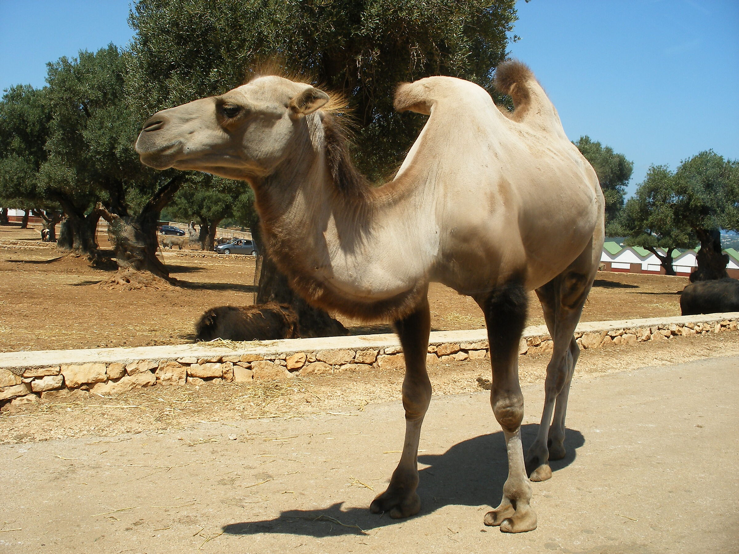 Camel in the foreground