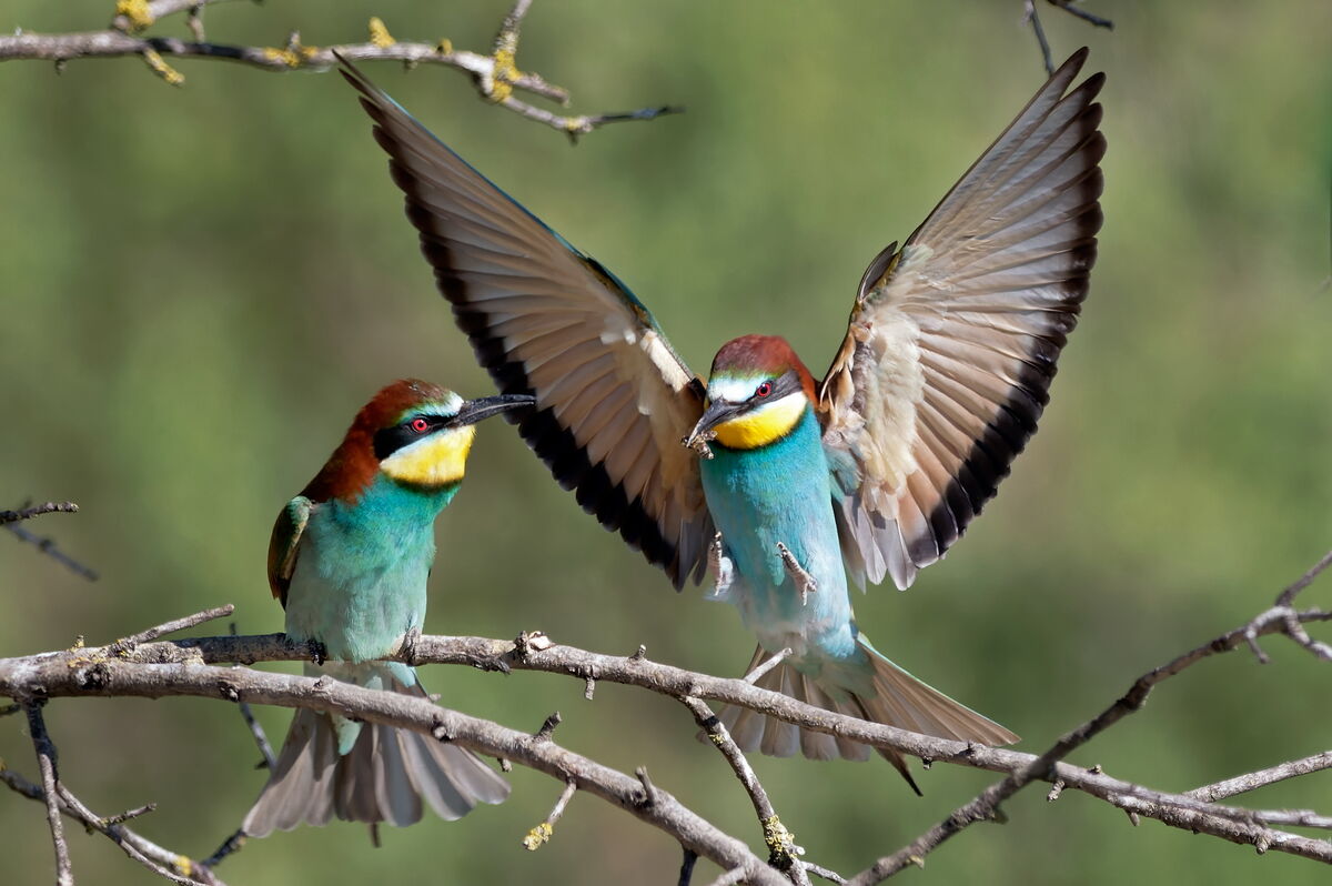 European Bee-eater - Merops apiaster
