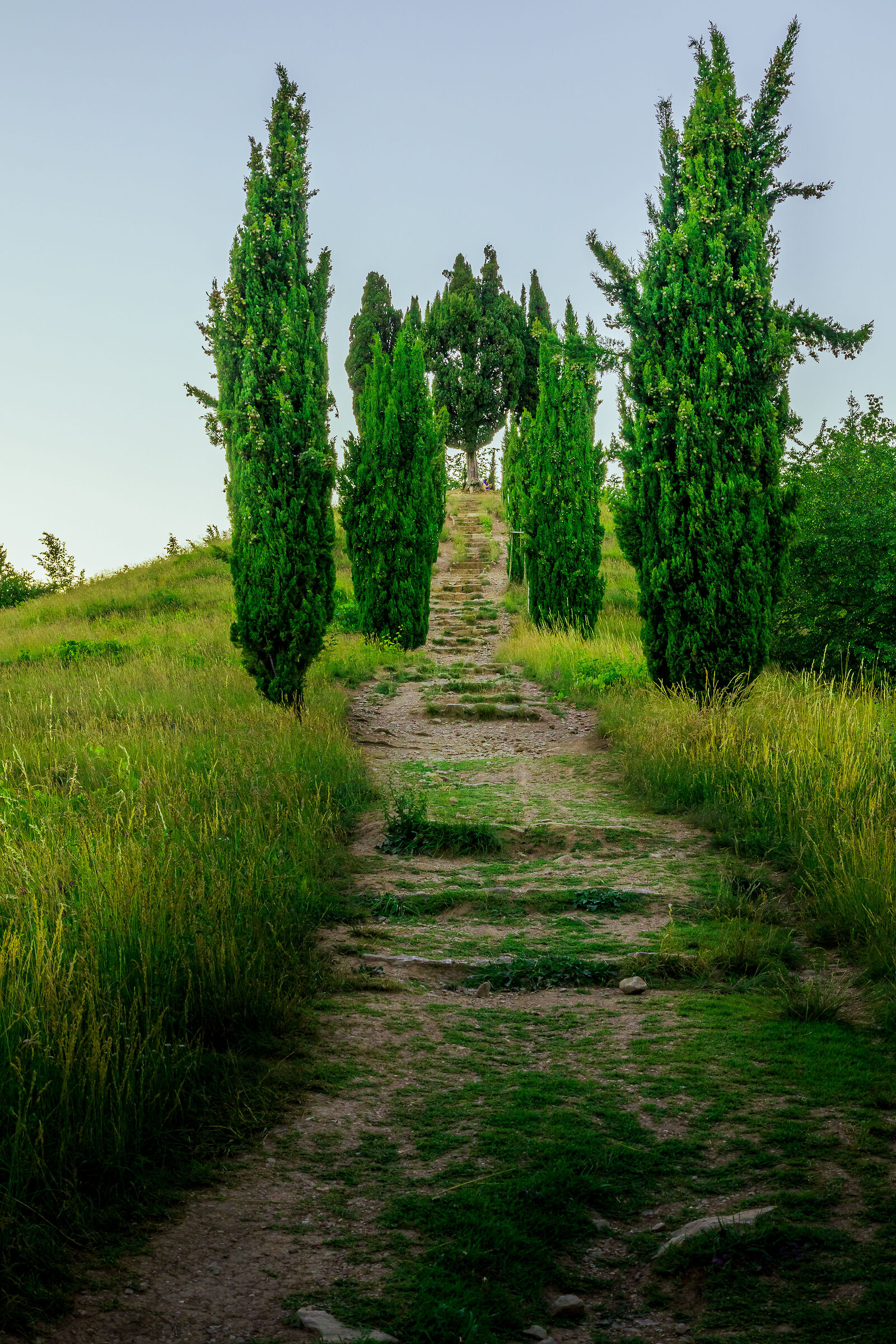 Collina dei Cipressi