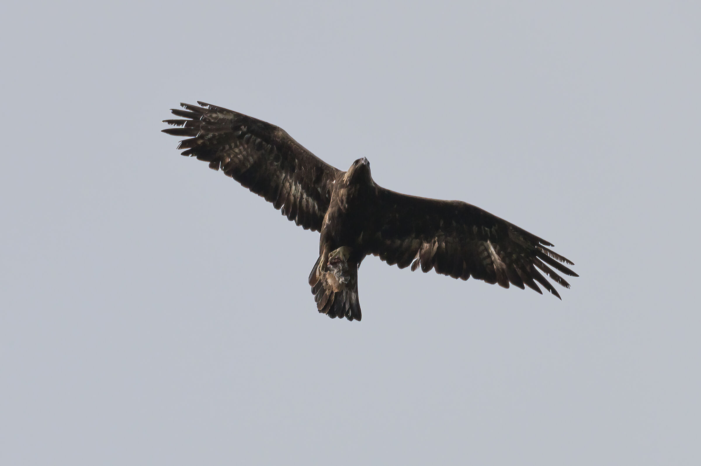 Aquila reale Sardegna