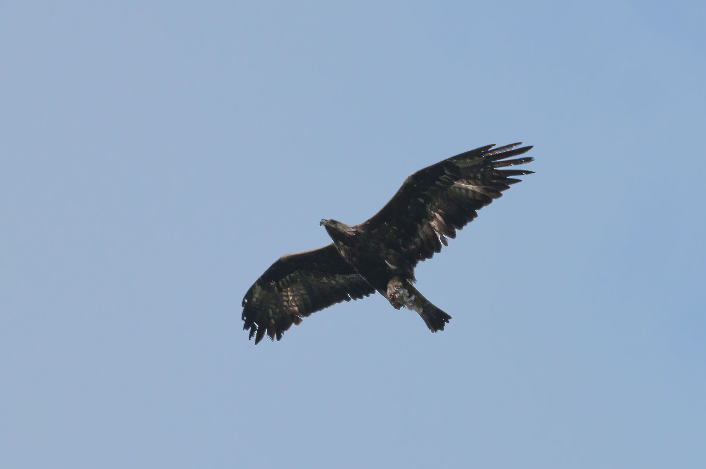 Aquila reale