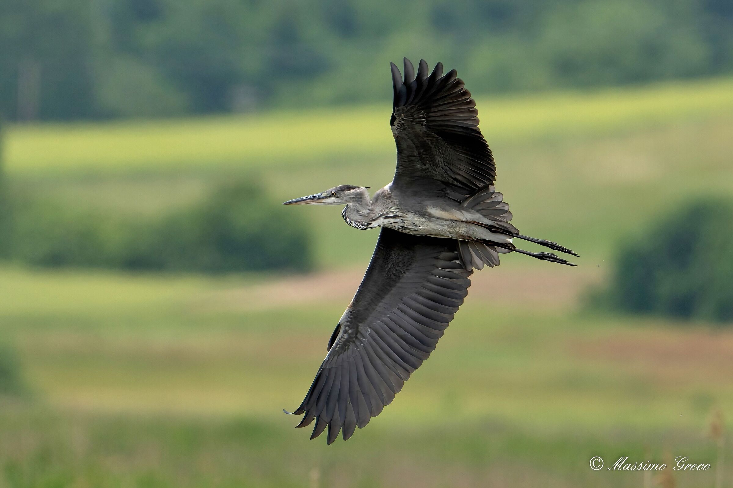 Grey heron