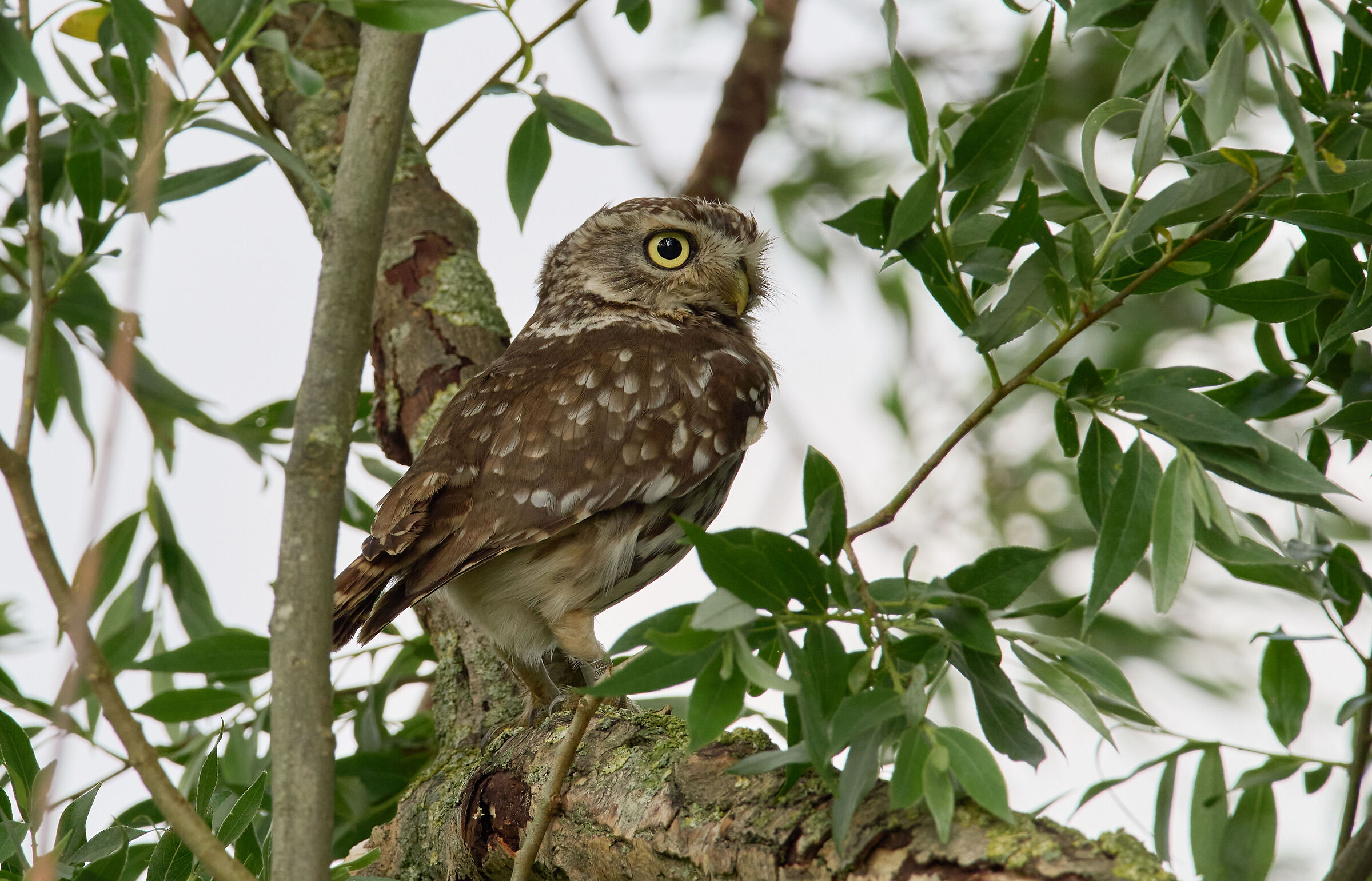 Little Owl