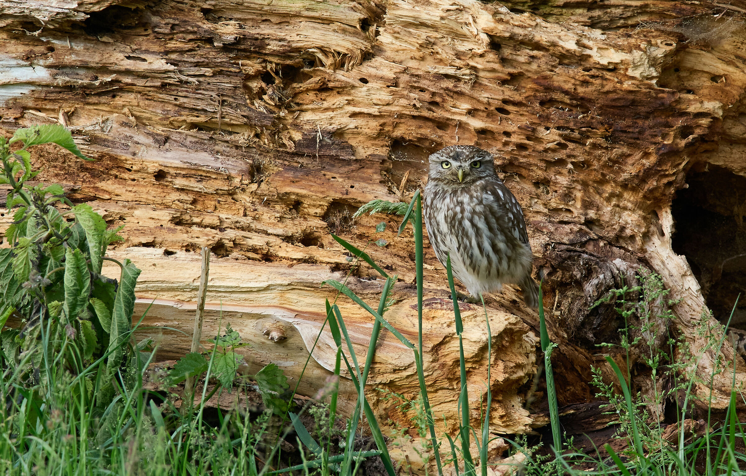 Little Owl