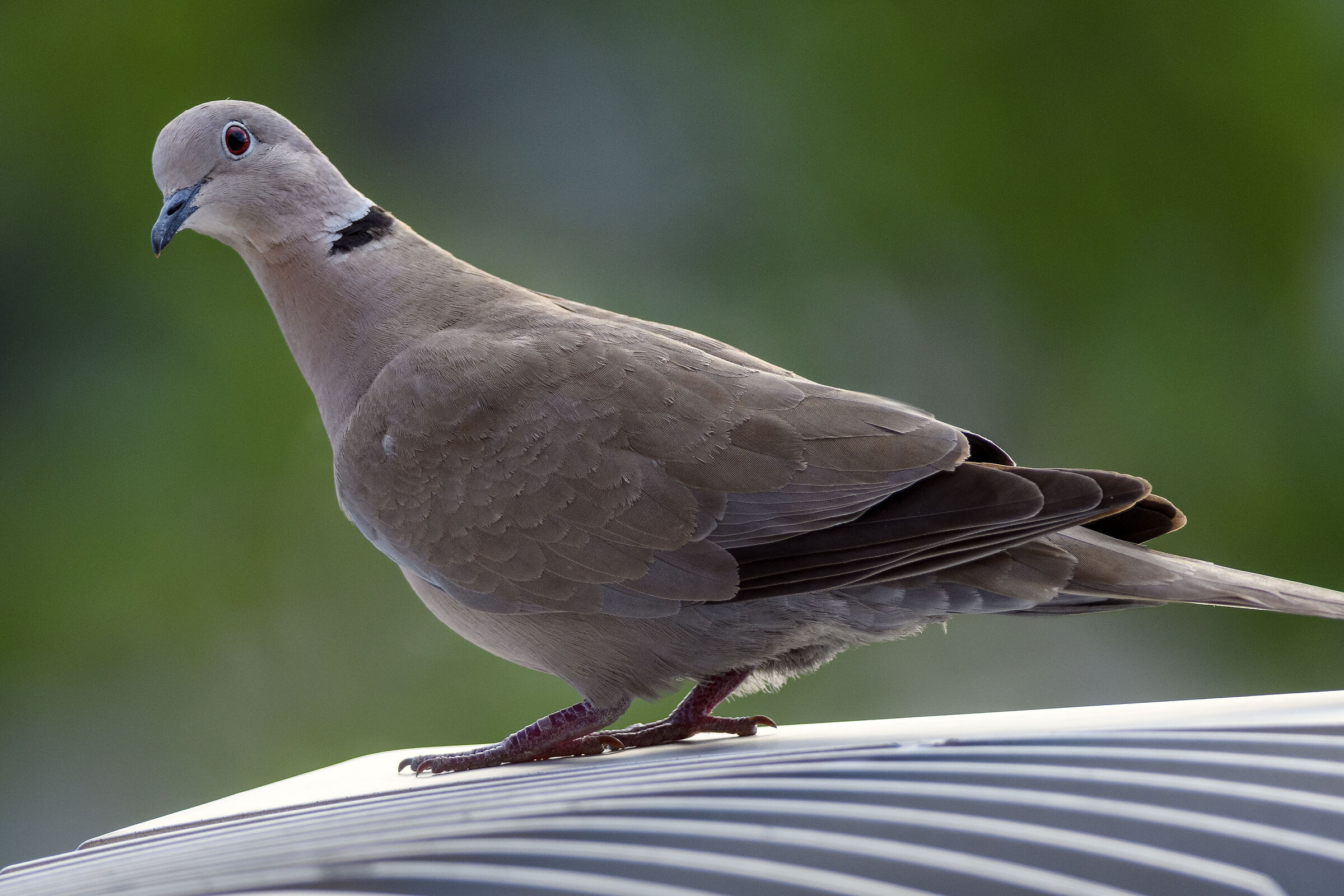 Turtle dove