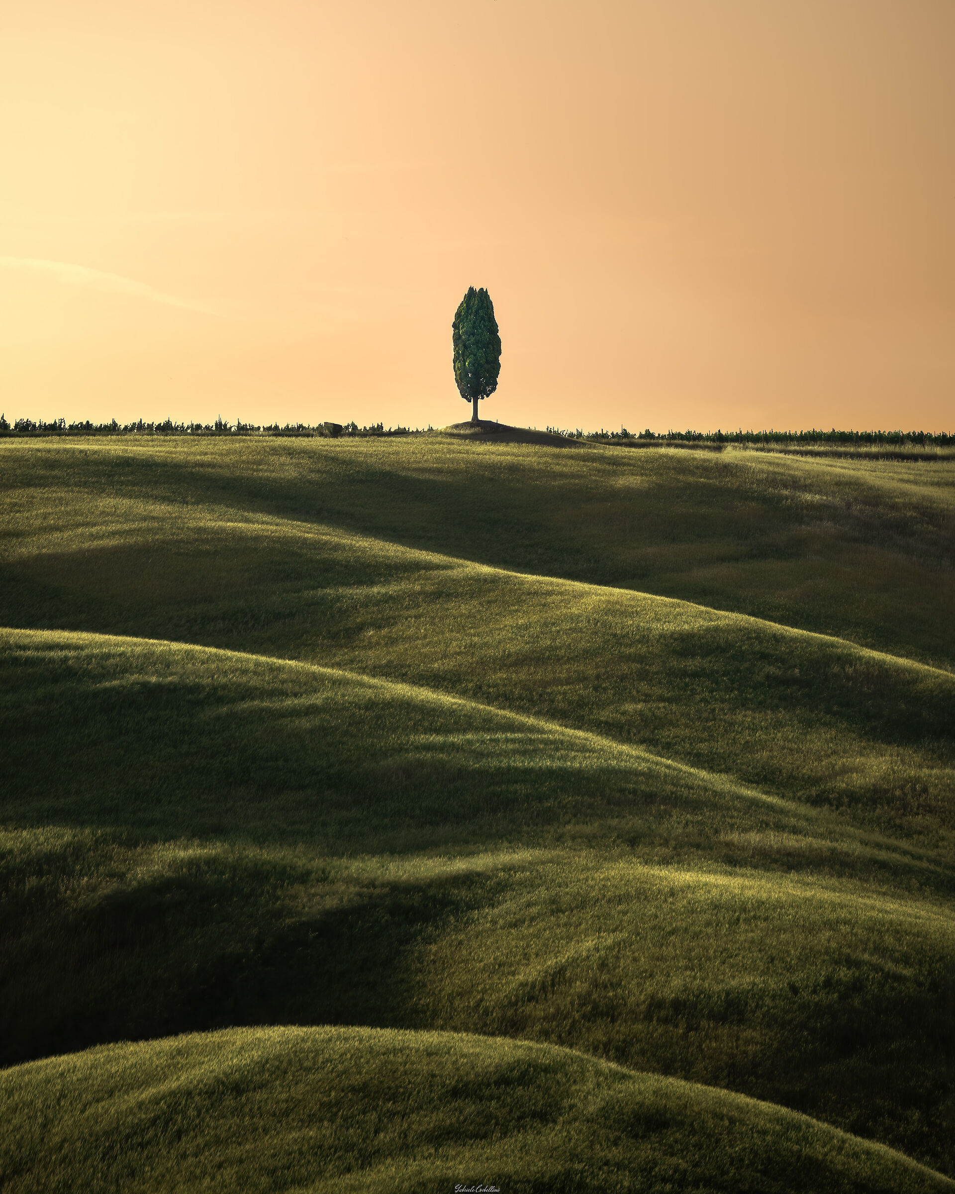 Solitary cypress at sunset