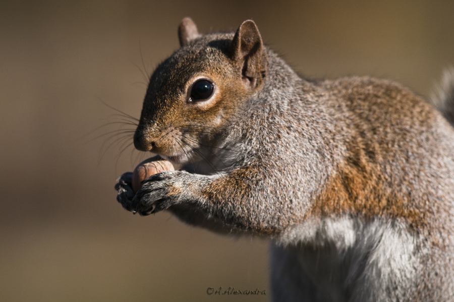 Scoiattolo 1