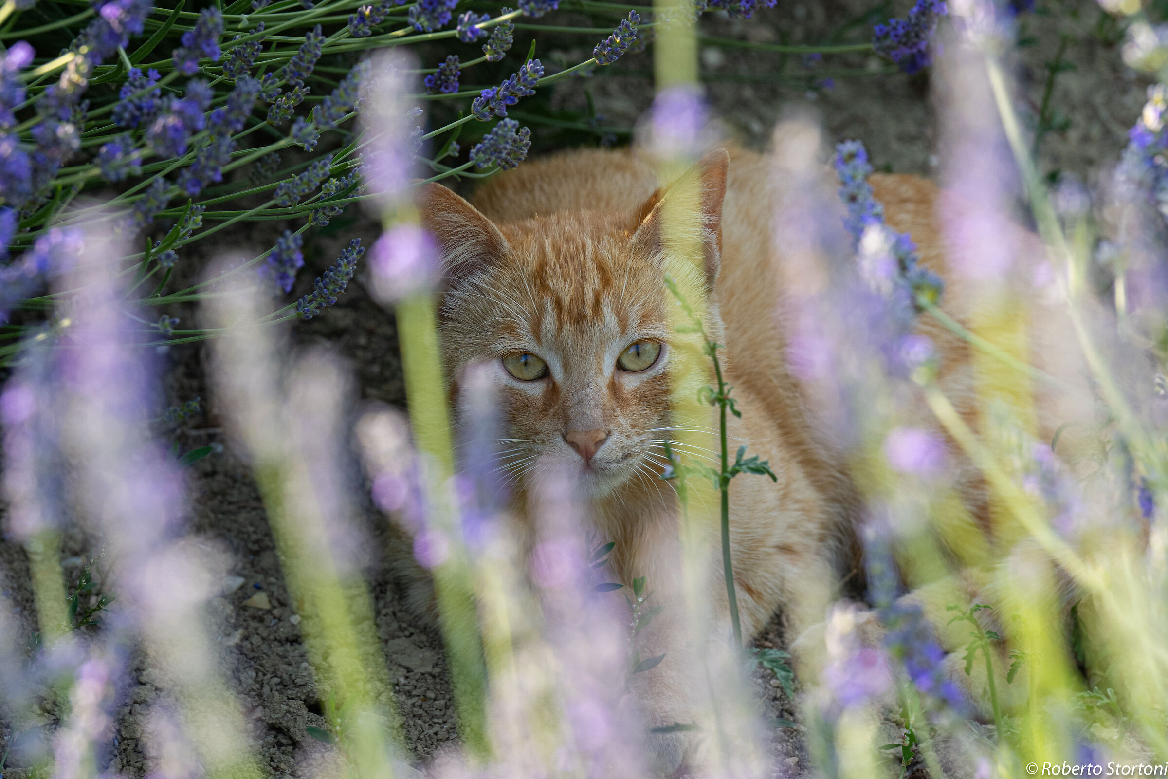 Cats 2