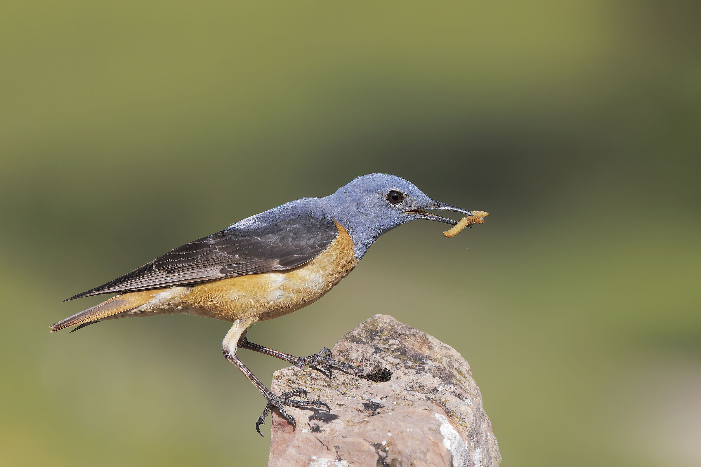 redstart s