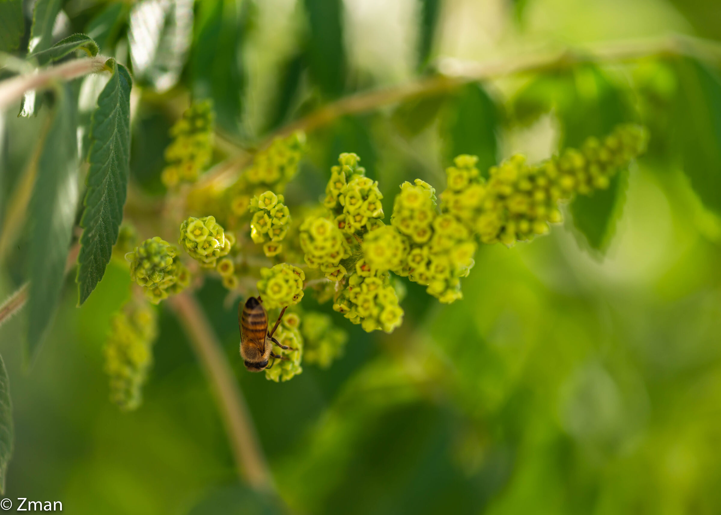 Ape e una fioritura di sommacco