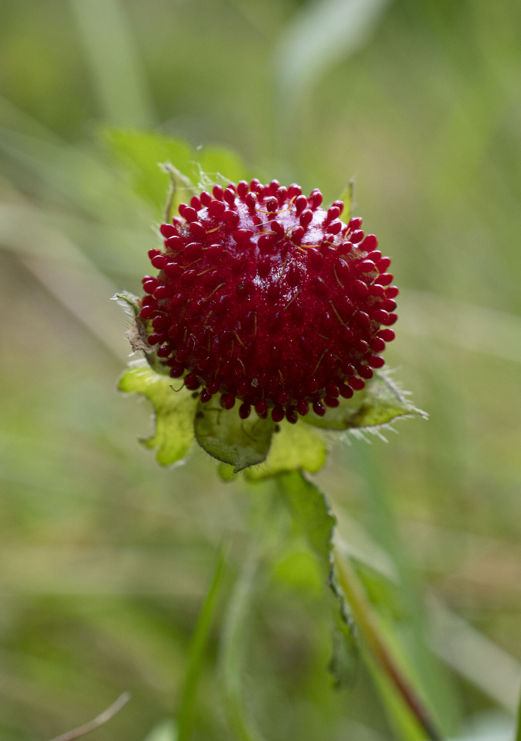 Wild strawberry...