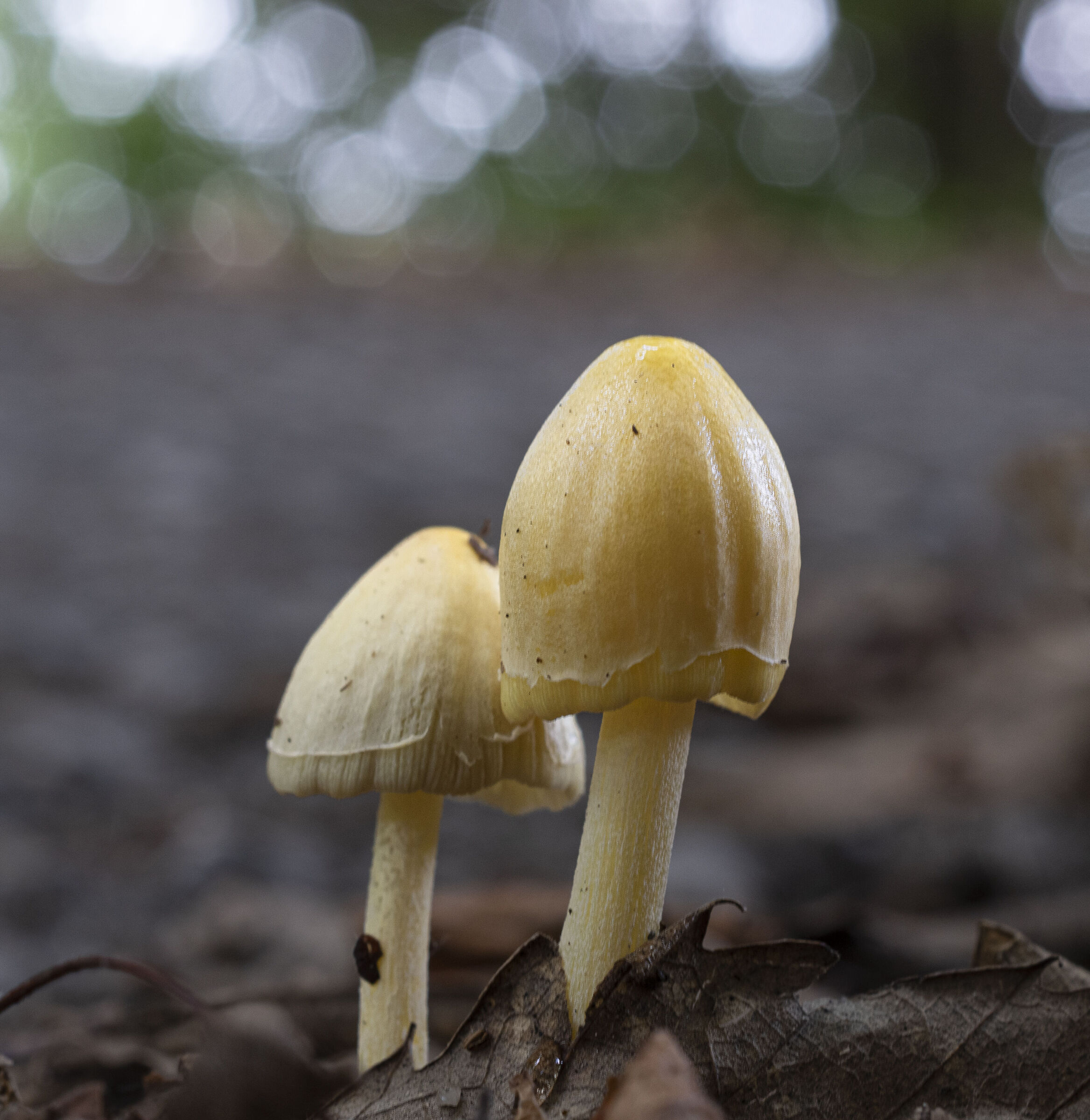 Le casette degli gnomi...2