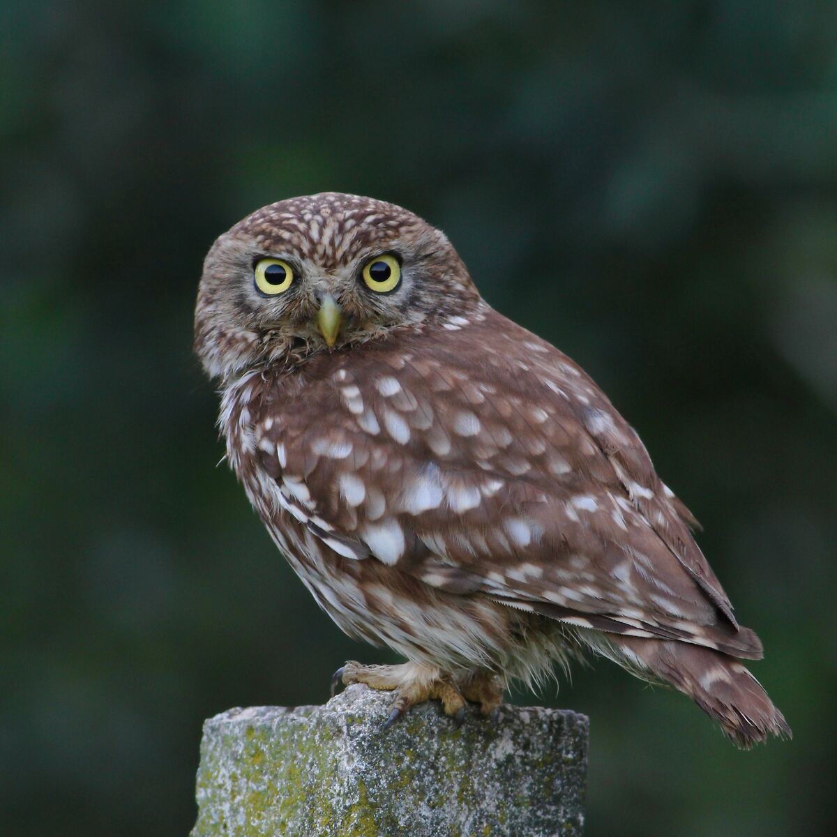 Owl (Athene noctua)