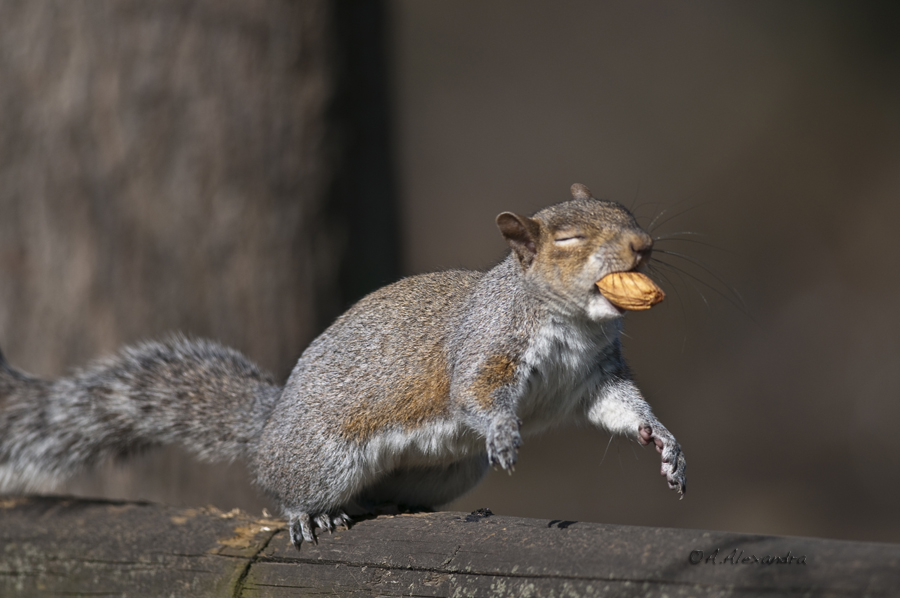 Scoiattolo 5