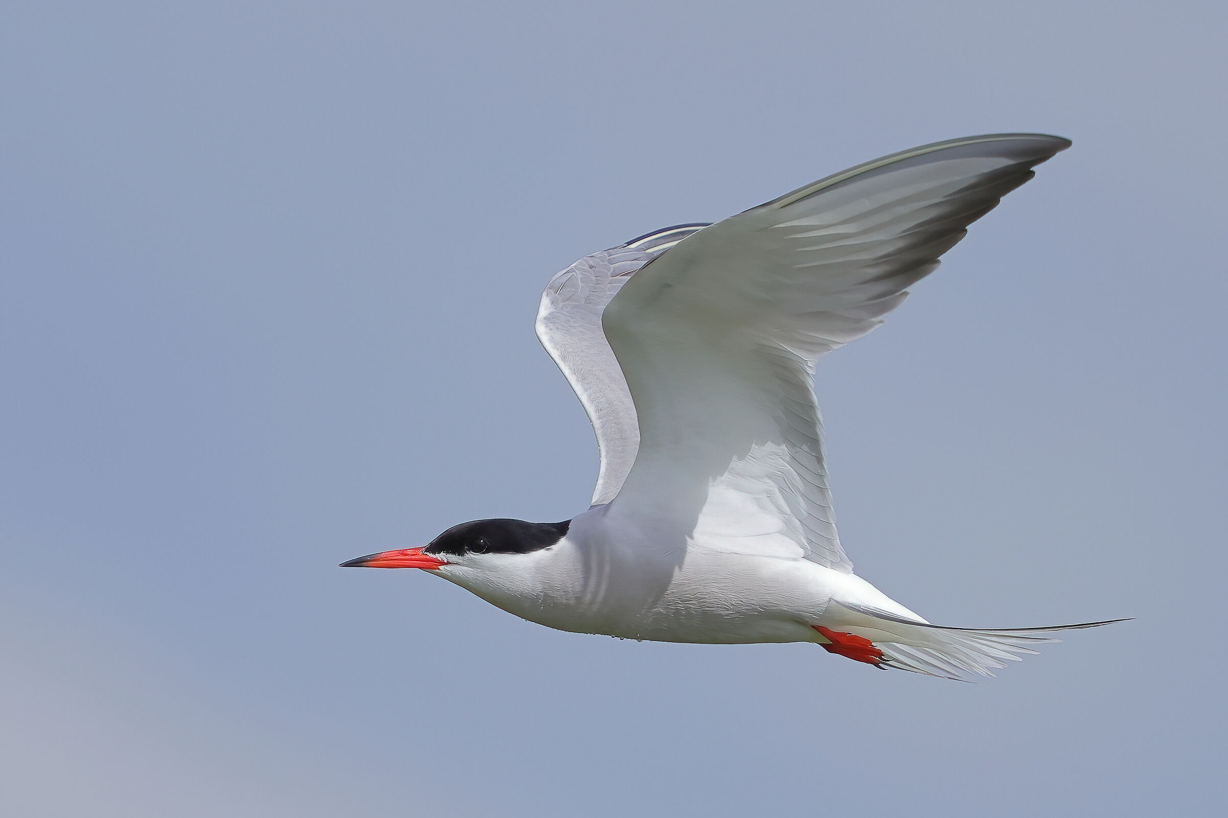 Tern