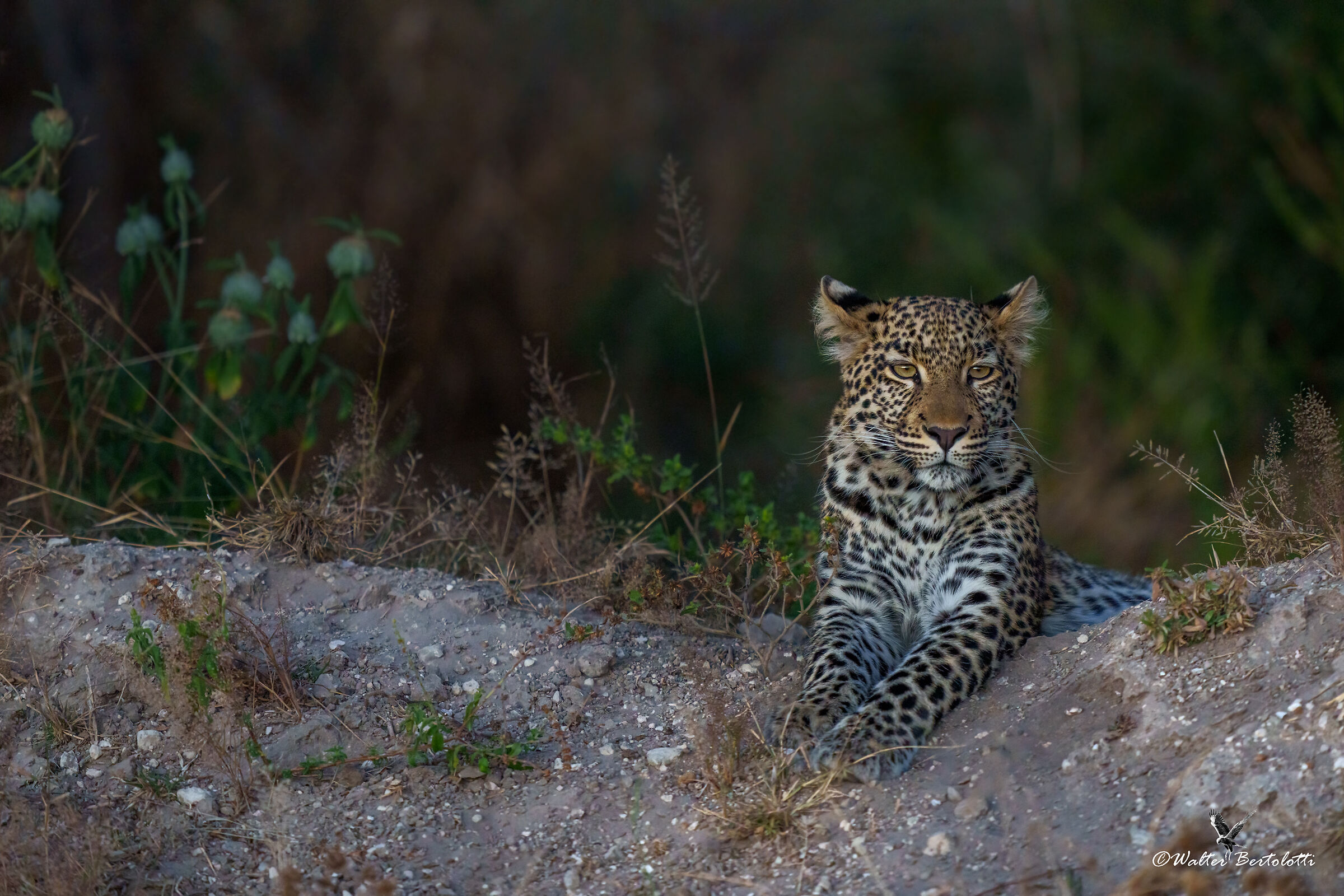 in balconata dopo il tramonto
