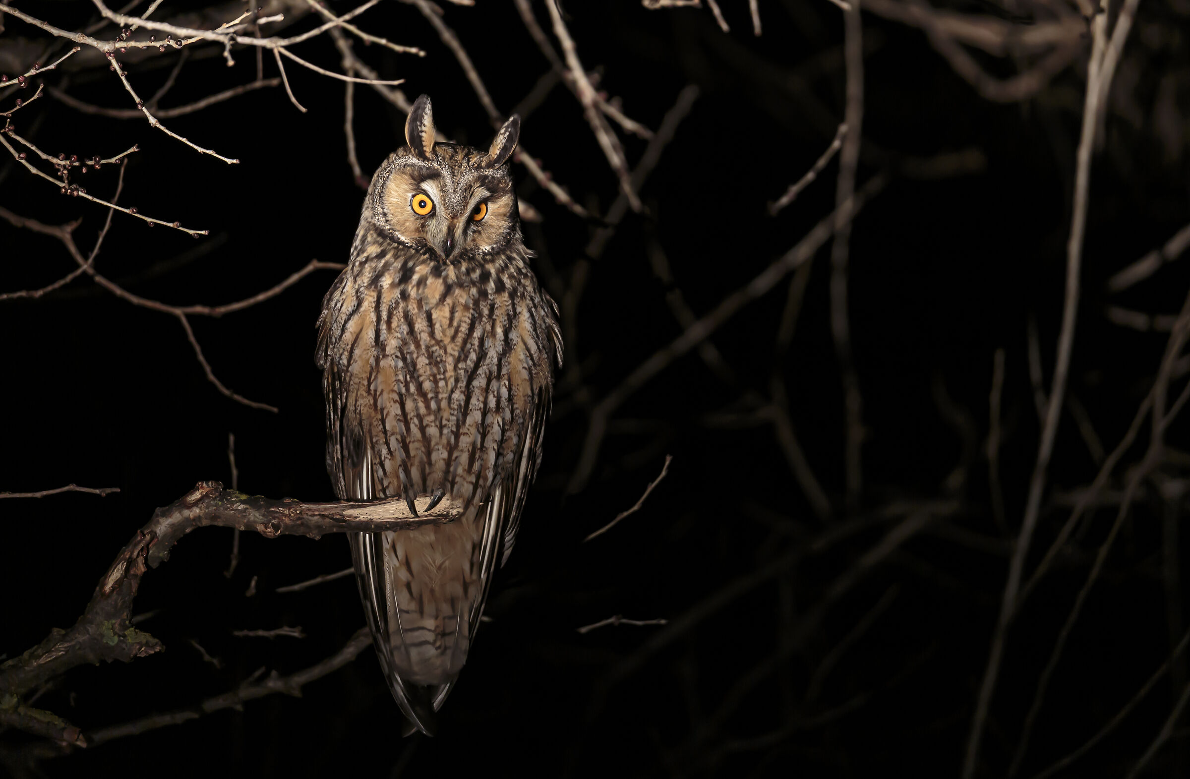 Asio Otus