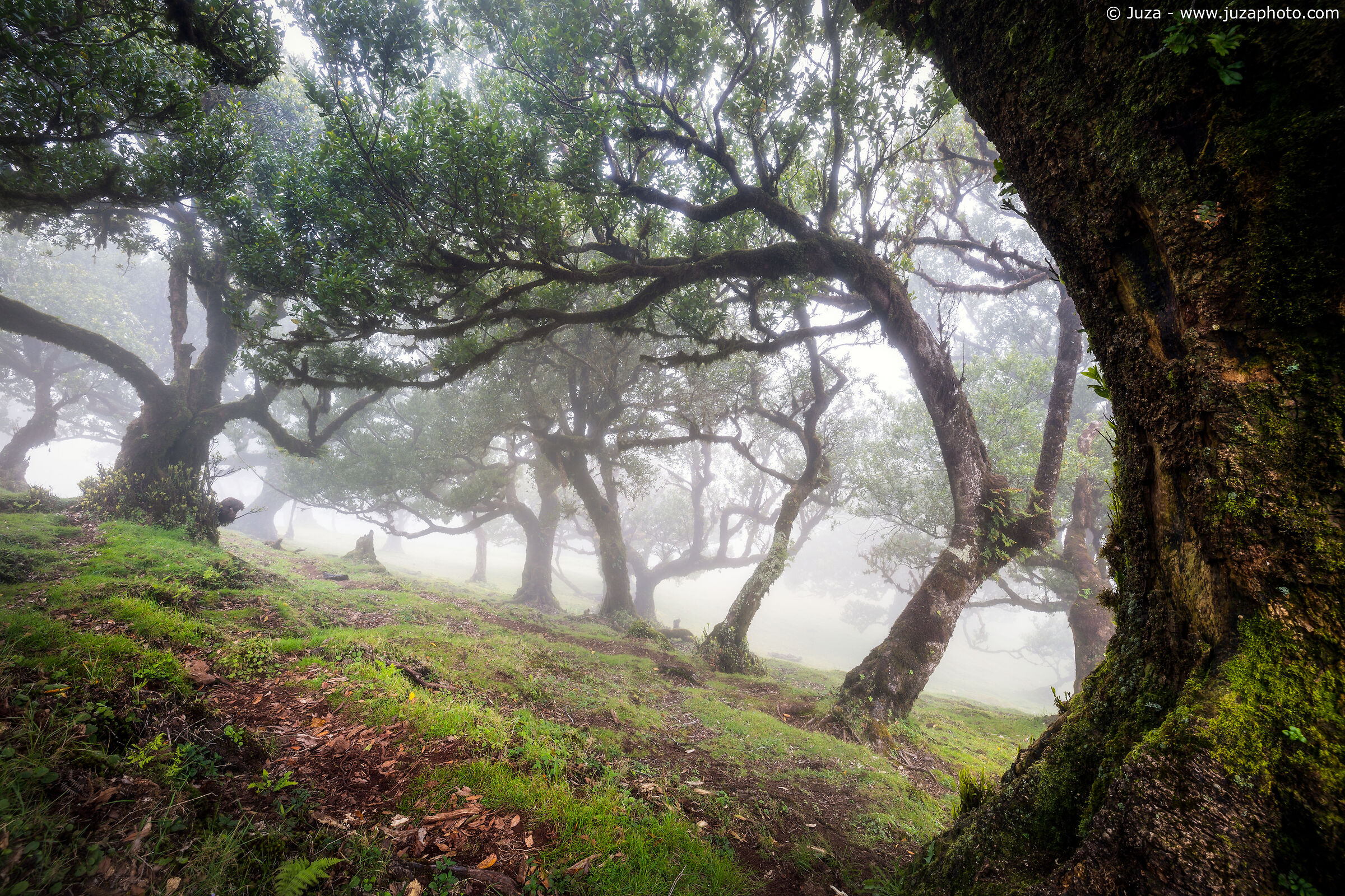 Fanal Forest