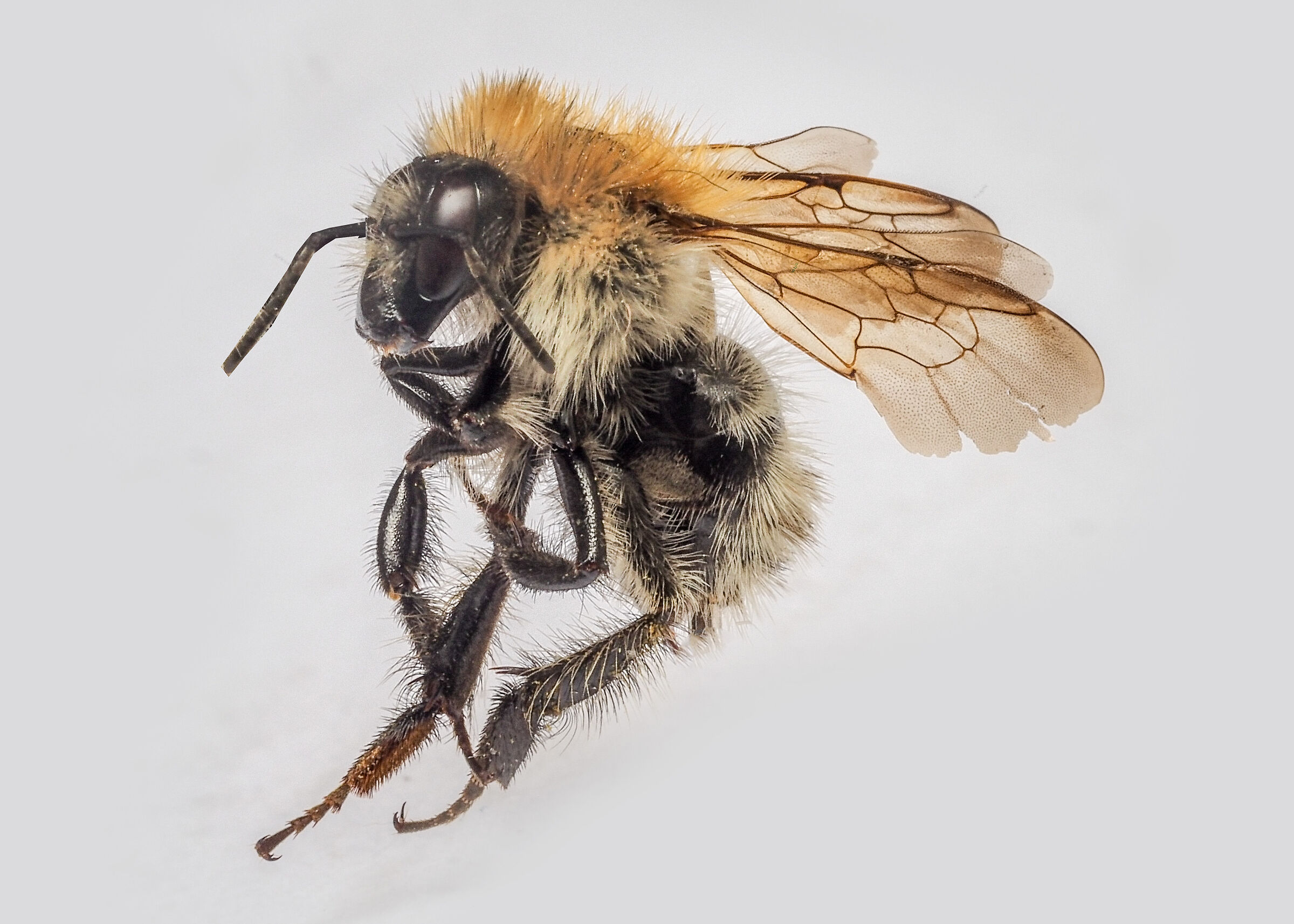 Osmia sp. z o.o.