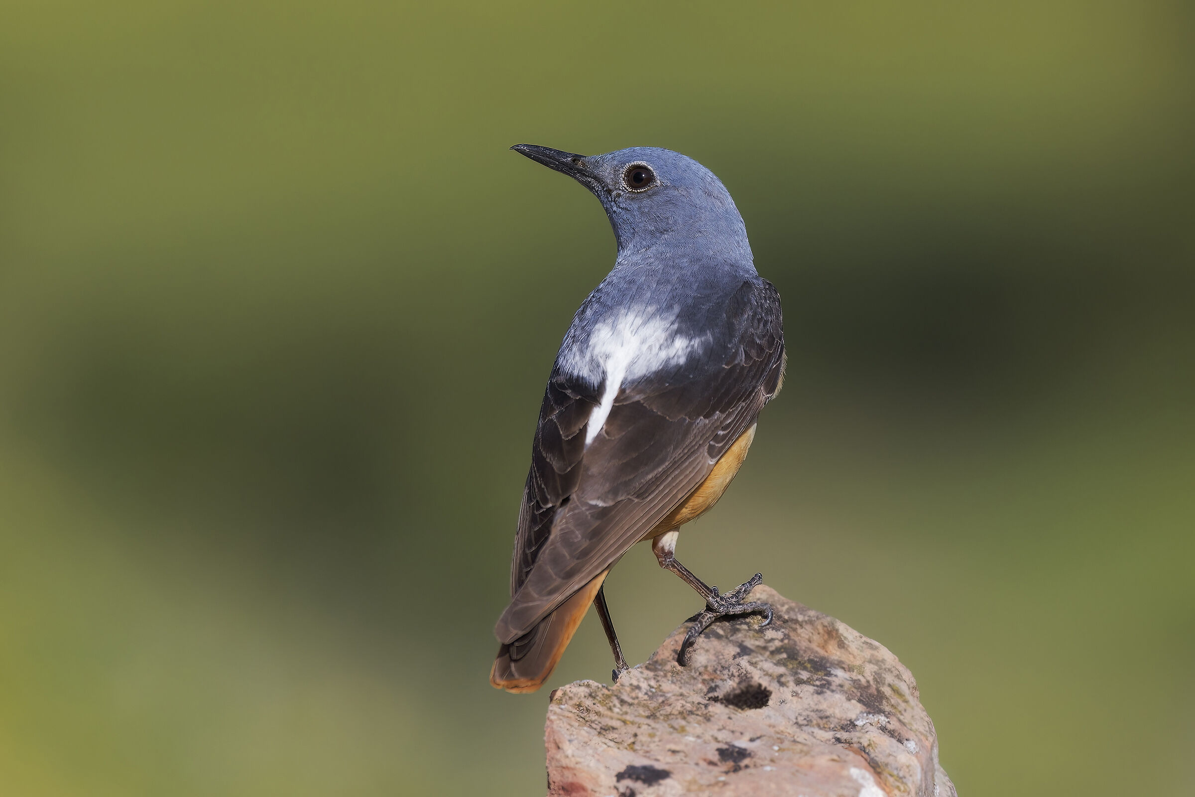 codirossone  bellissimo!!