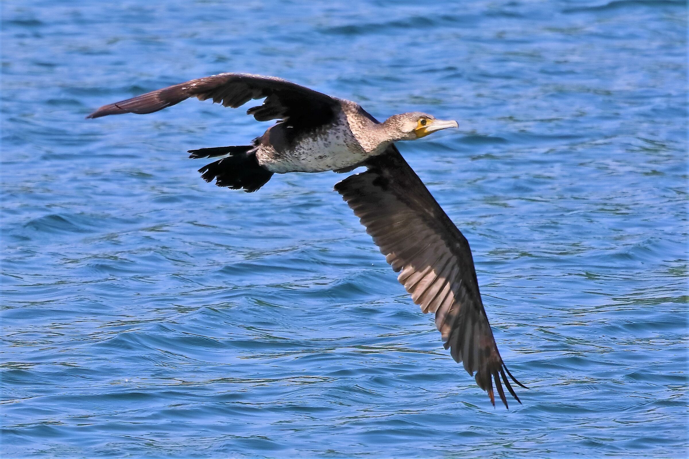 cormorano 10-05-2022