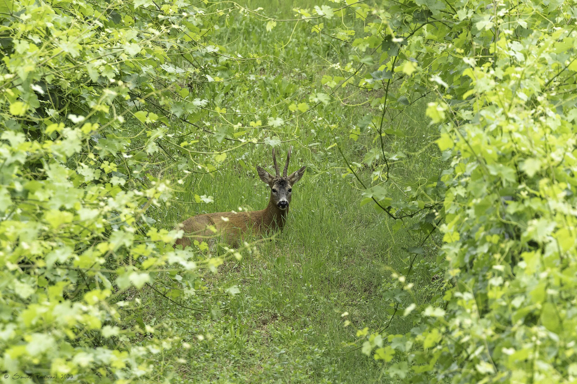 Capriolo Maschio in relax vigna