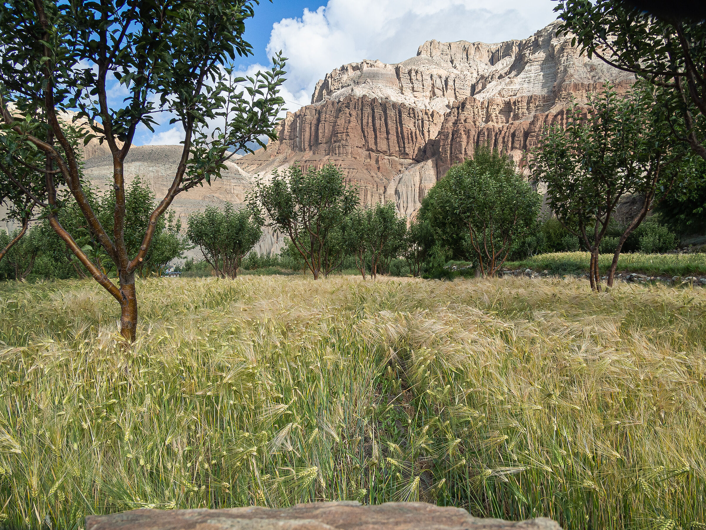 Upper Mustang.I Campi Coltivati di Chhuksang