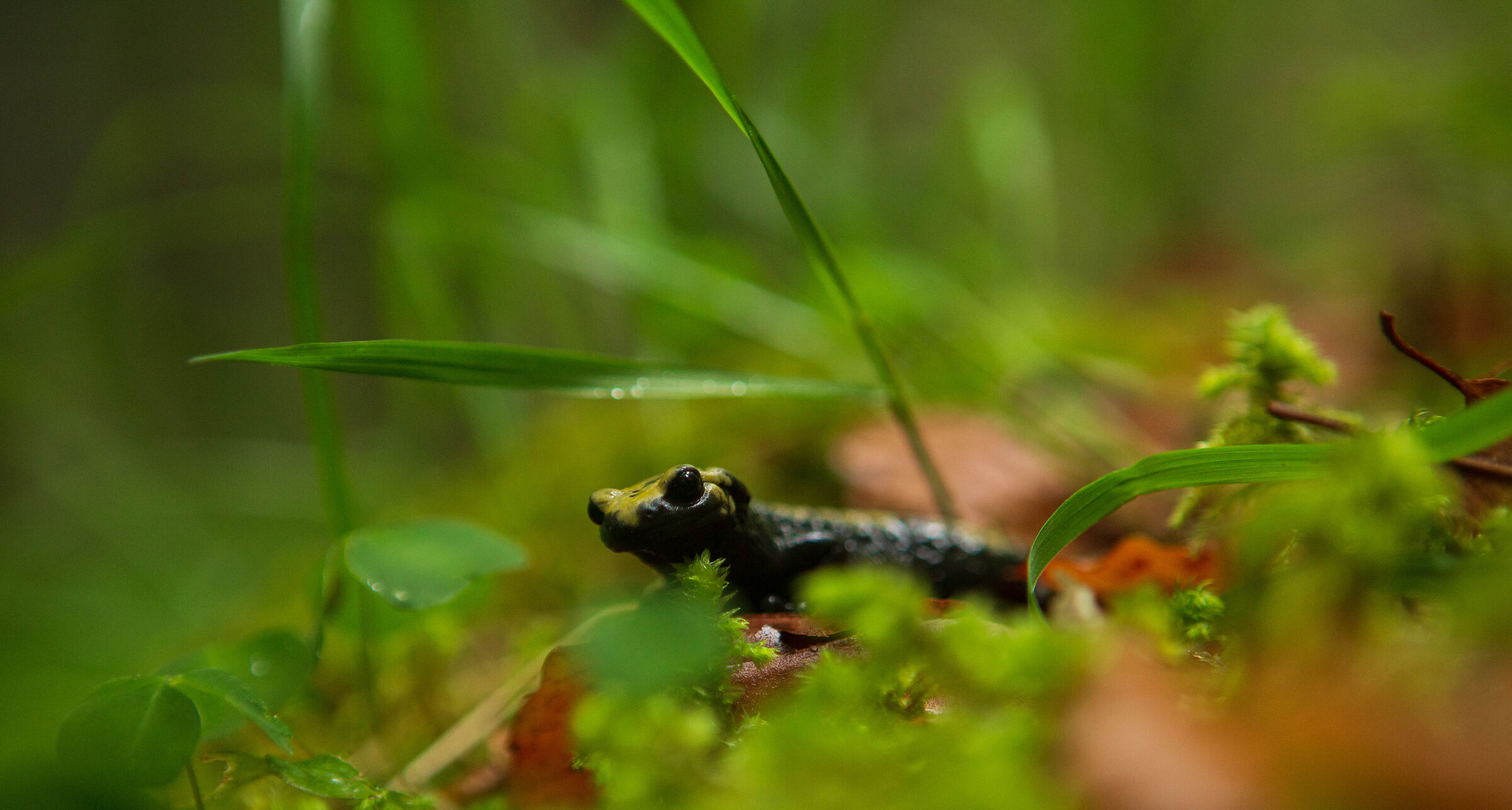 Salamander of Aurora