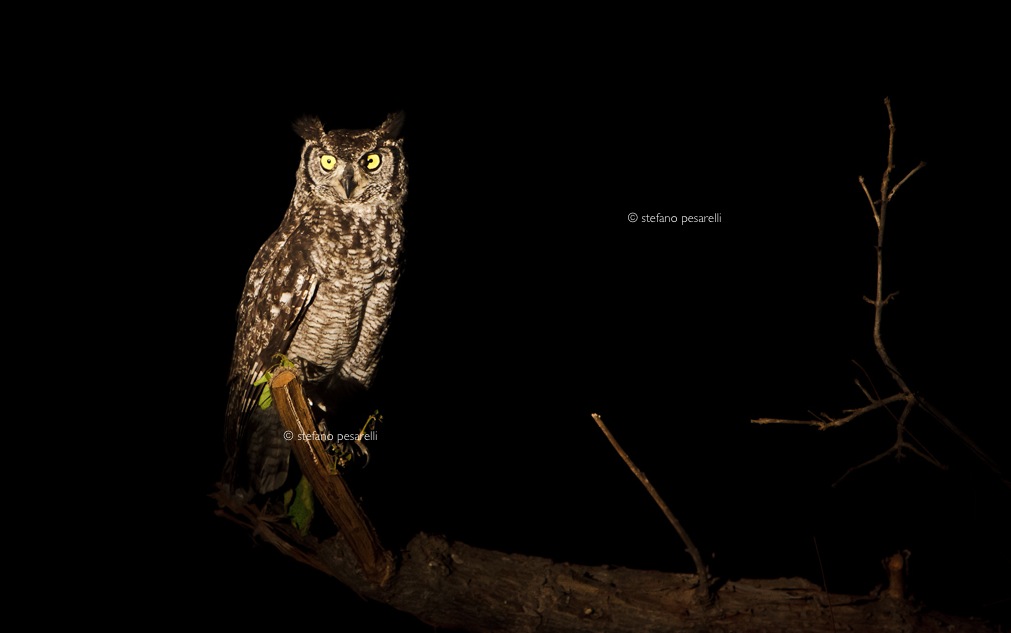 Zambia, South Luangwa n.p. (Bubo africanus)