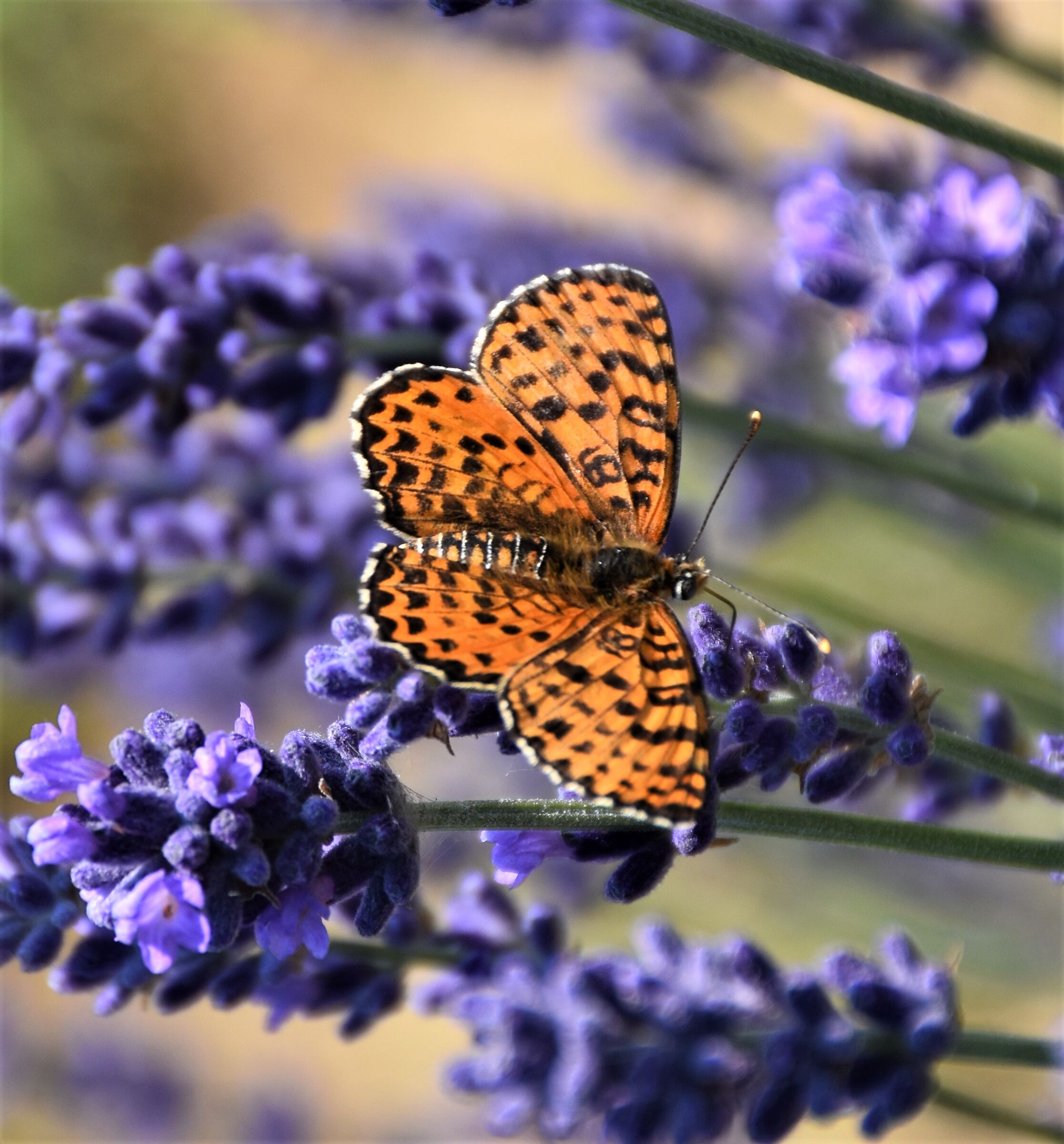 Farfalle e lavanda Cameri (no)