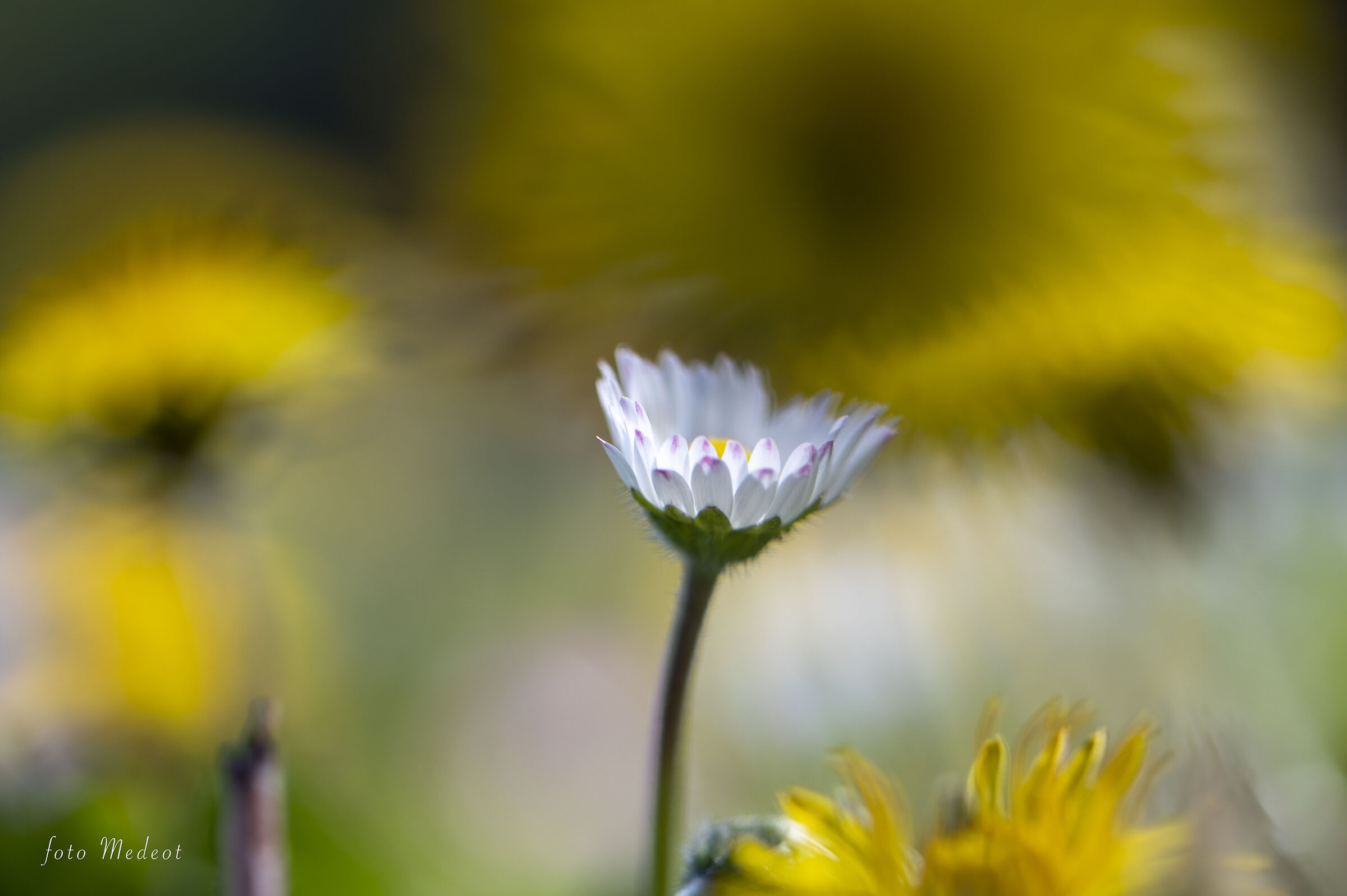 La margherita nel giallo