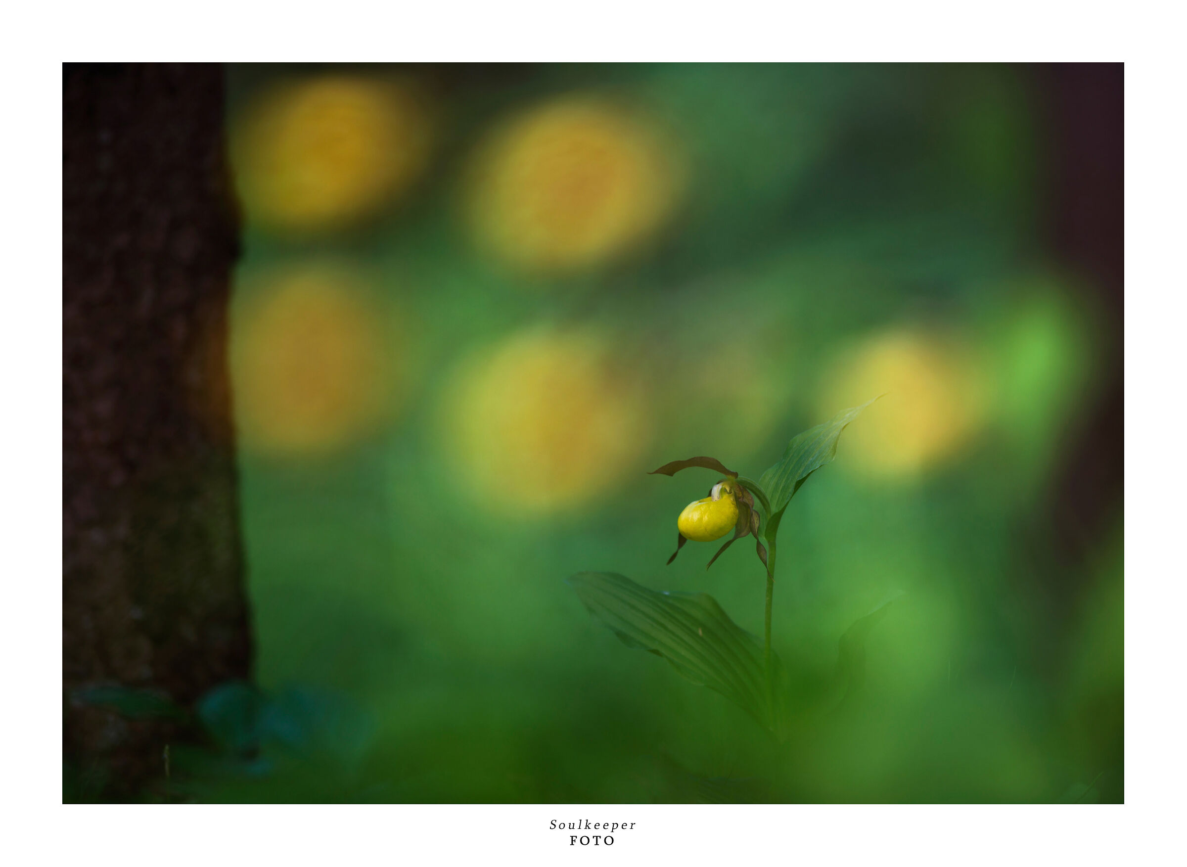 Star among the stars. Magic from the undergrowth.