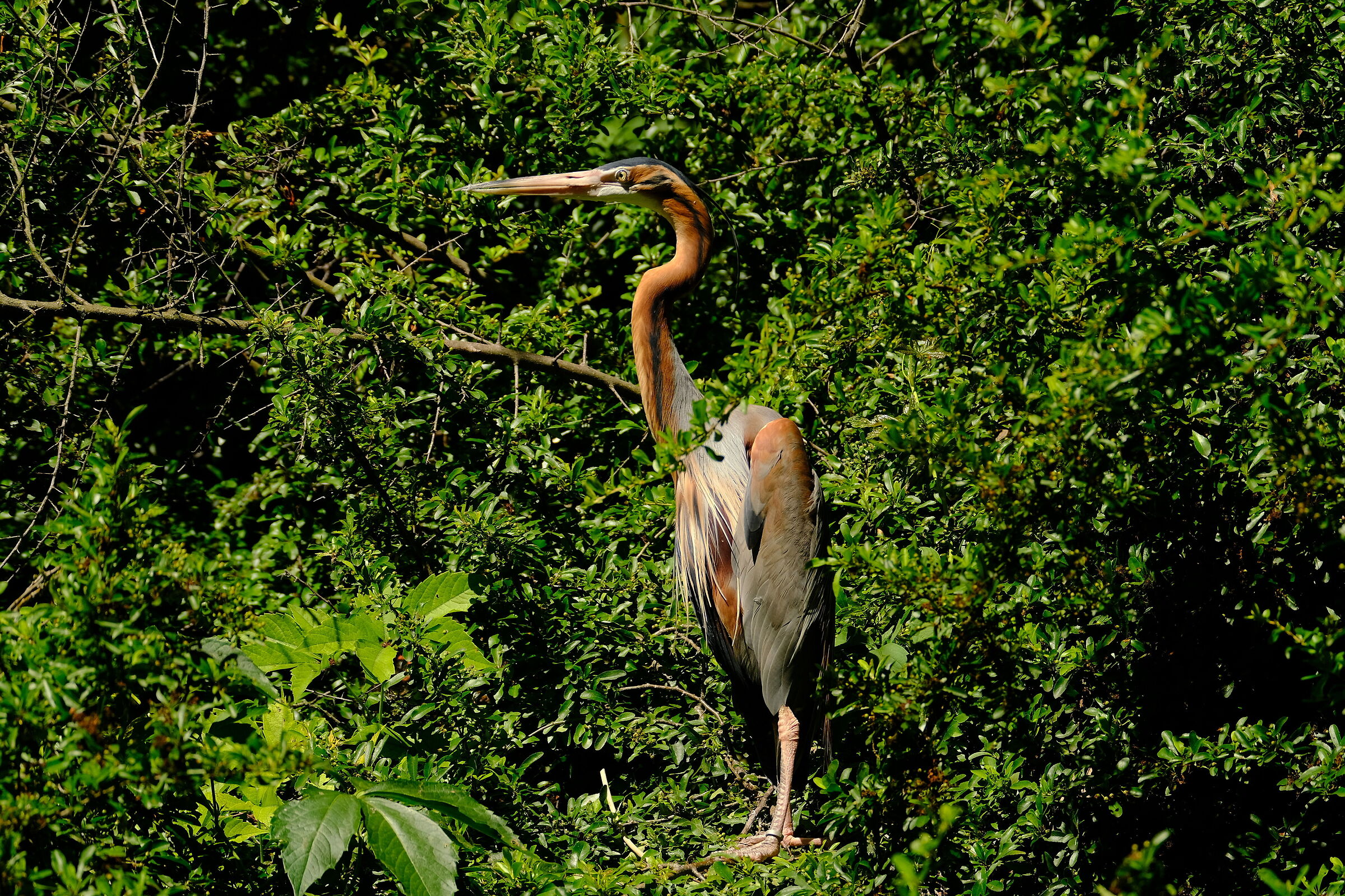 Red Heron 100-400 with TC