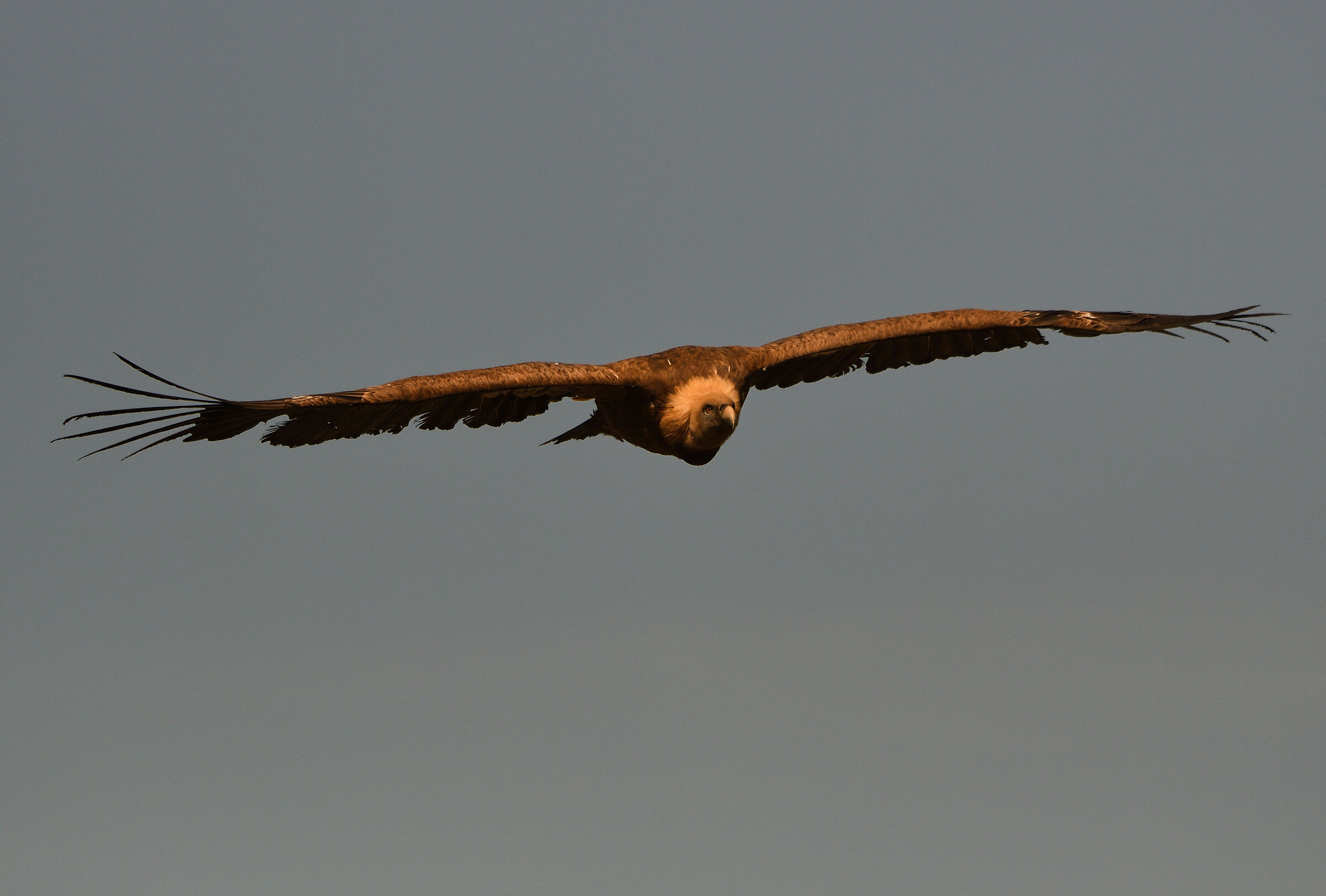 Verdon Vulture - 2