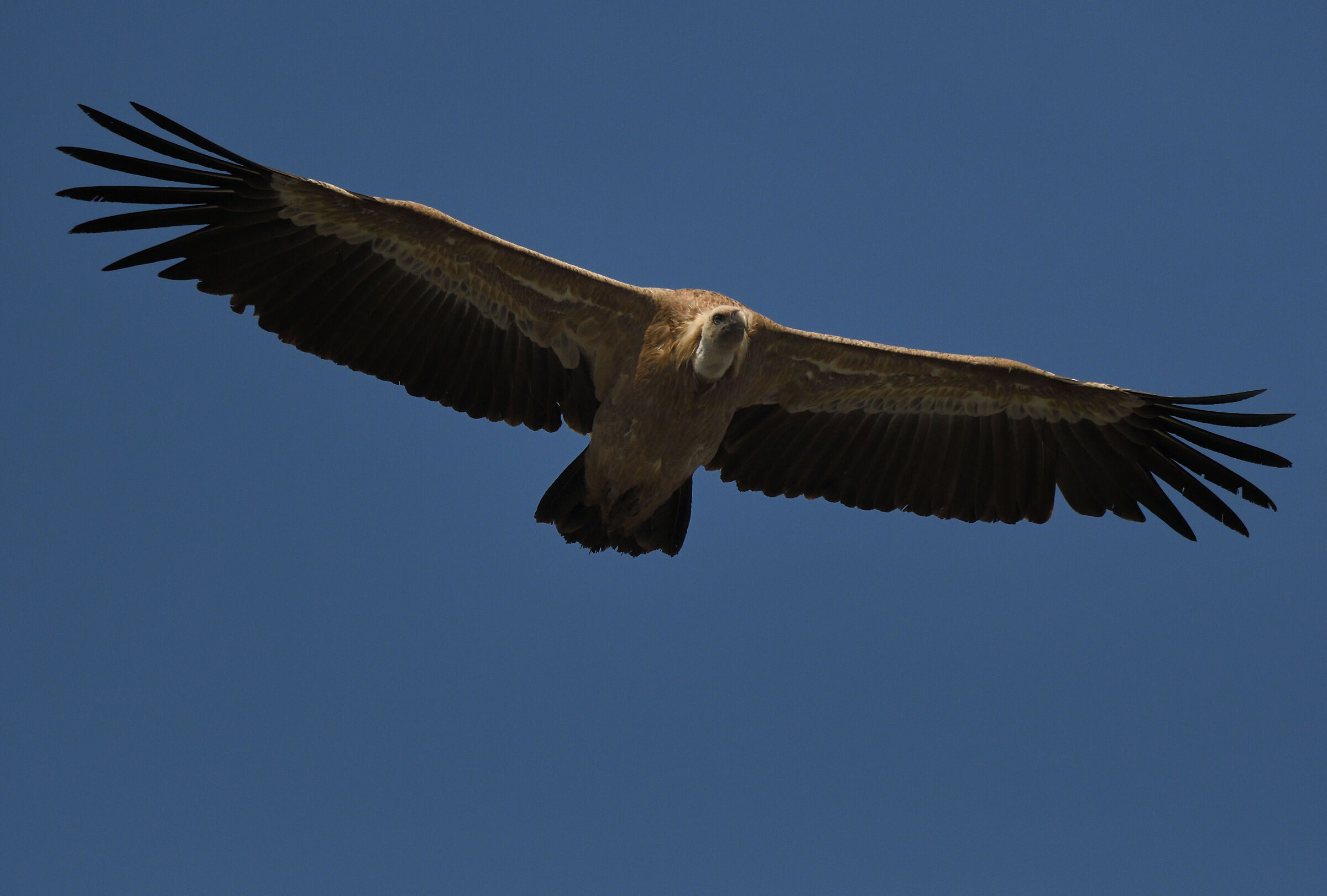 Verdon Vulture - 3