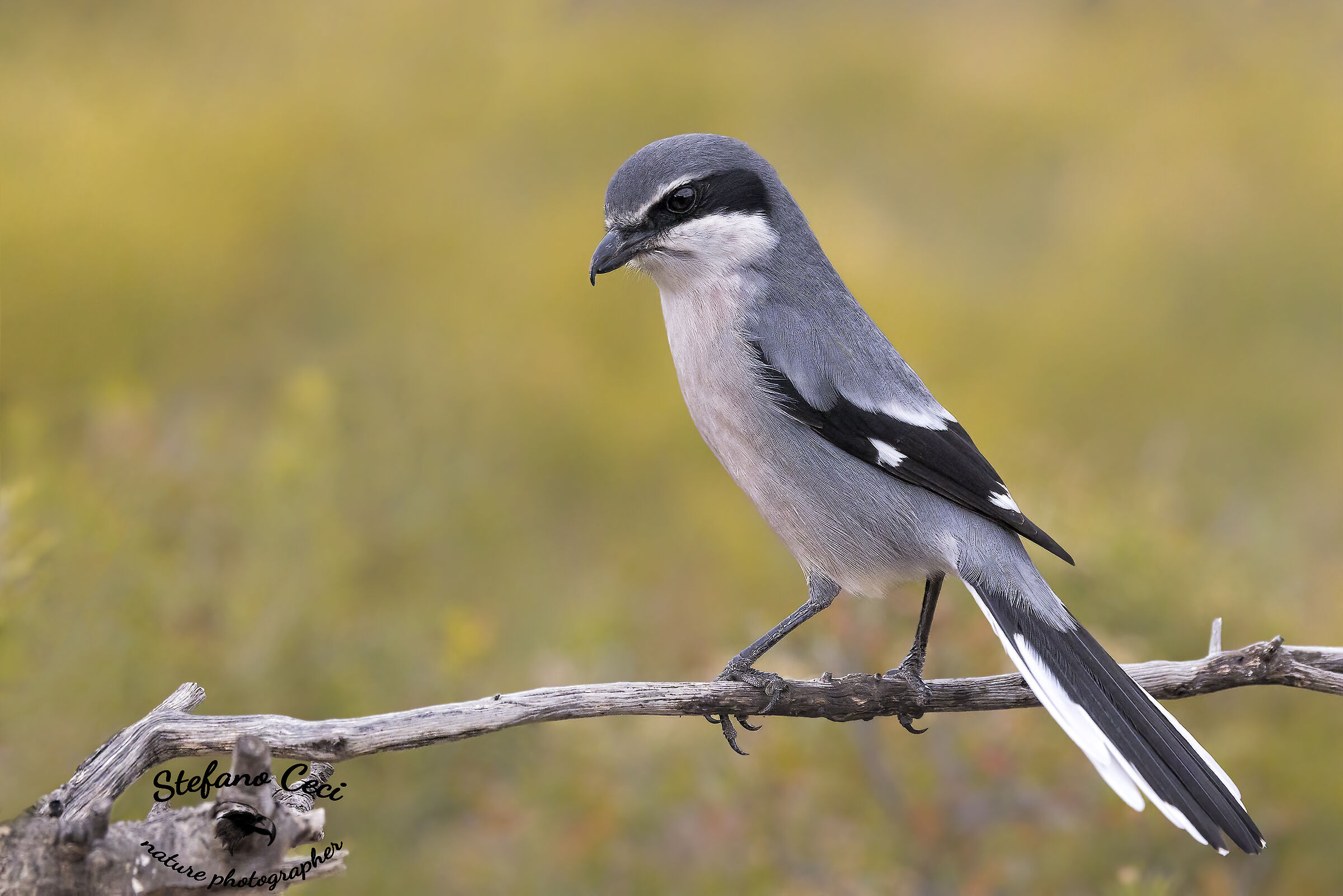 Southern Major Shrike