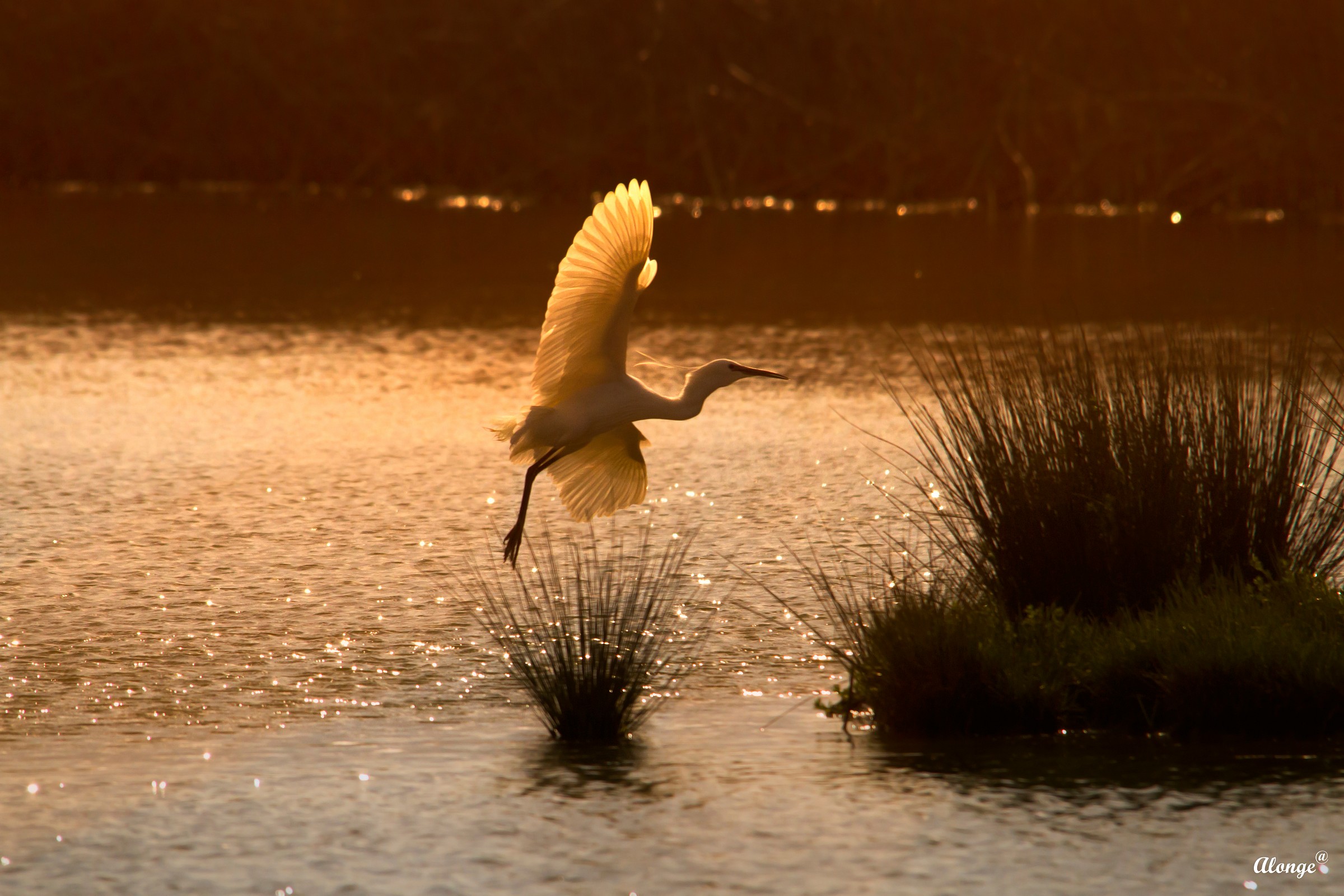 Garzetta al Tramonto