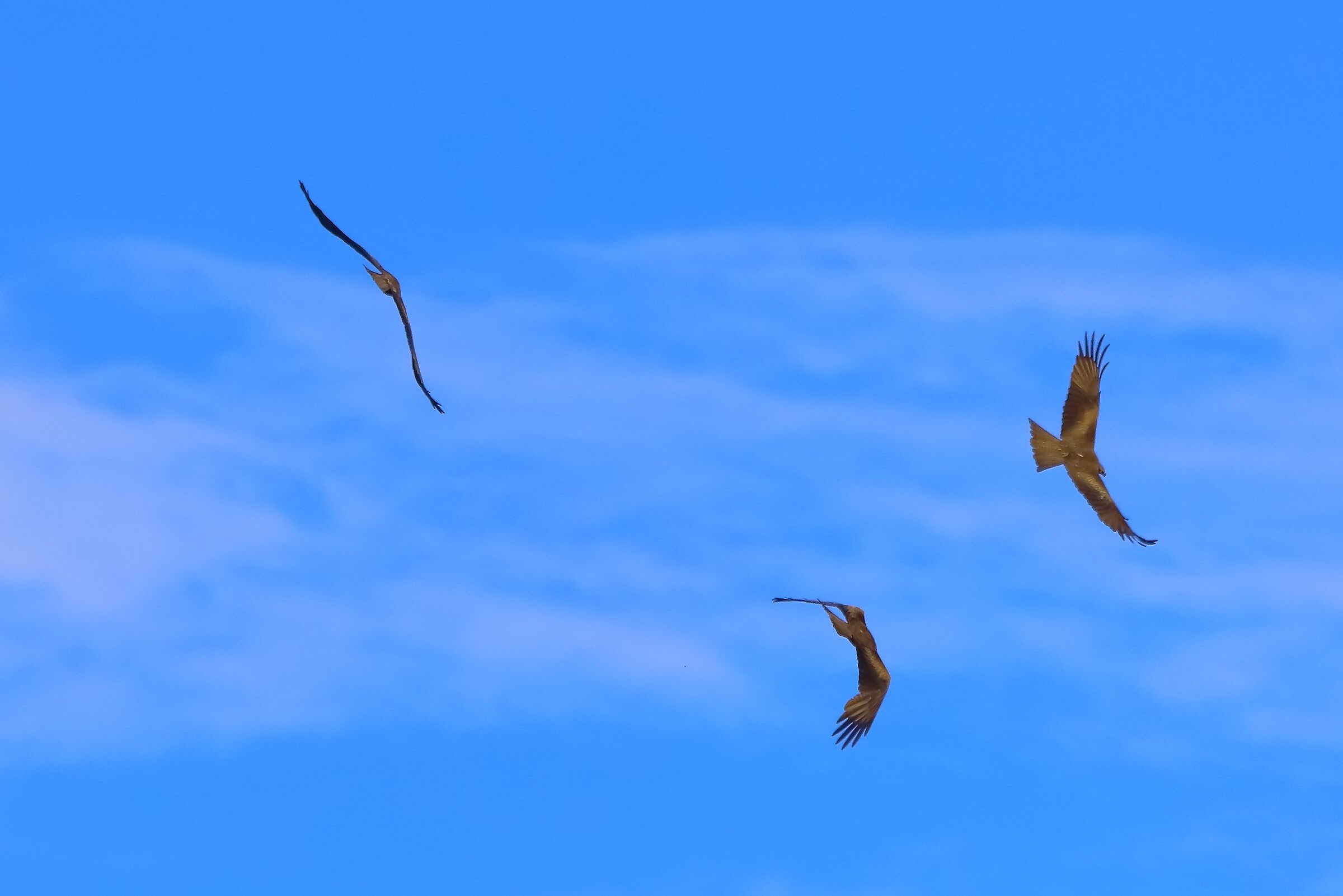 Nibbio bruno 07-06-2022