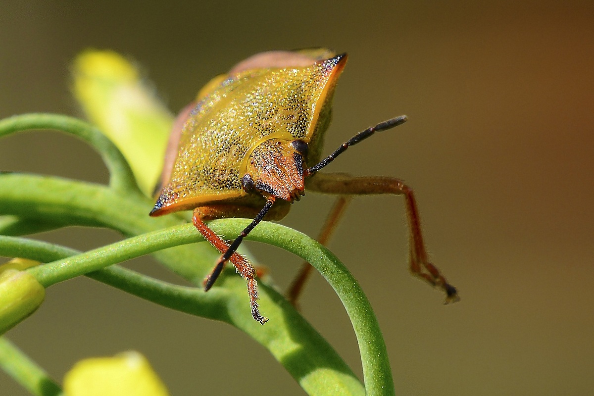 l'equilibrista (Carpocoris pudicus)
