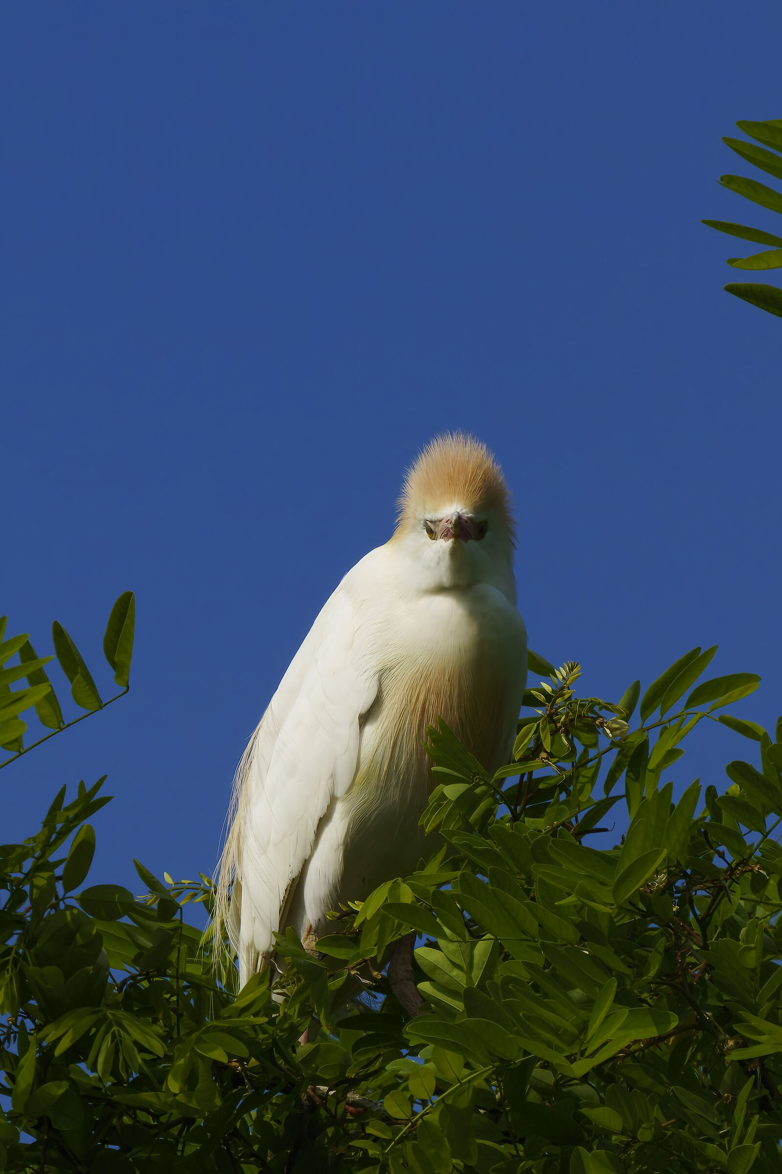 Airone guardabuoi incazzato