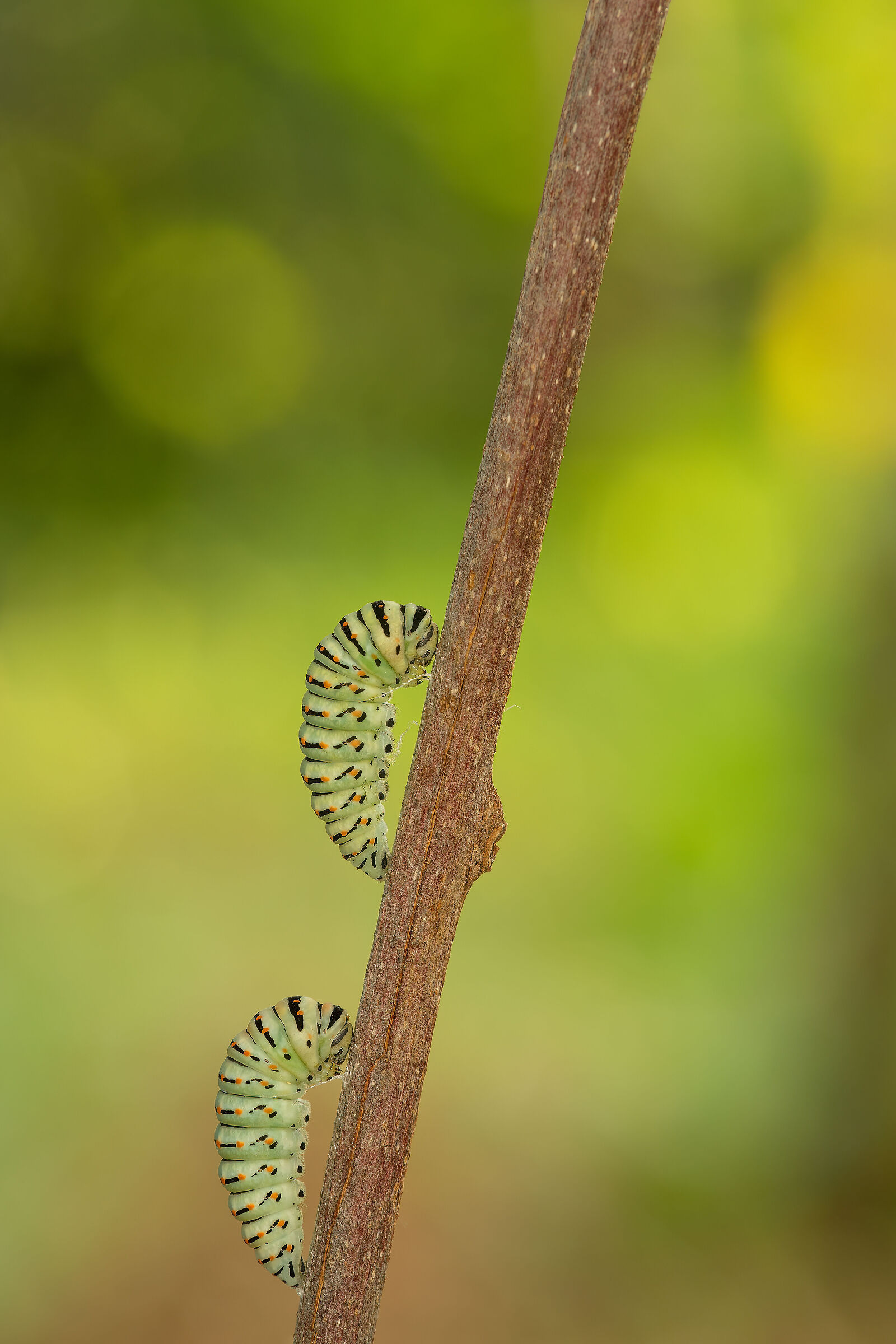 La metamorfosi dei macaoni