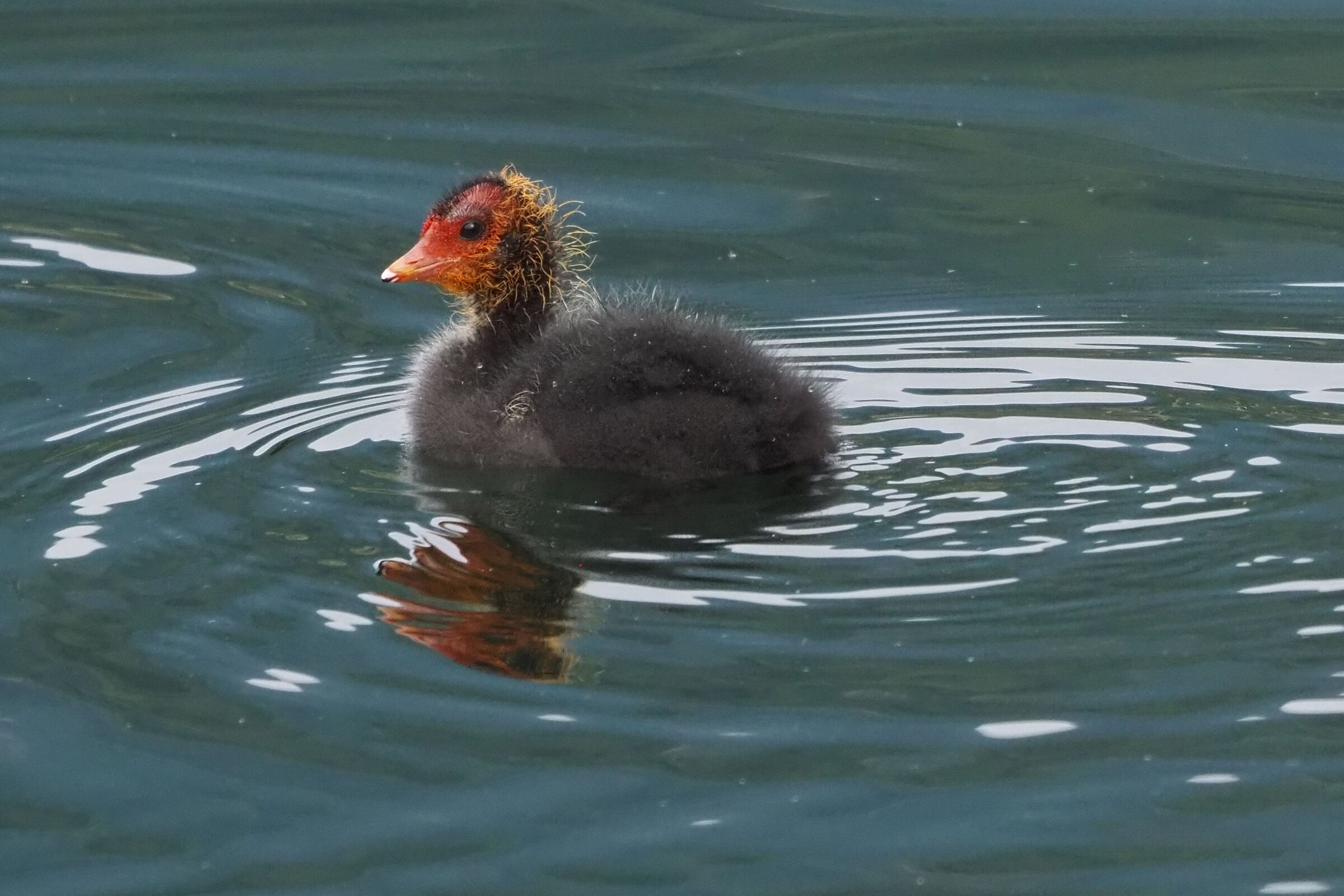 Coot