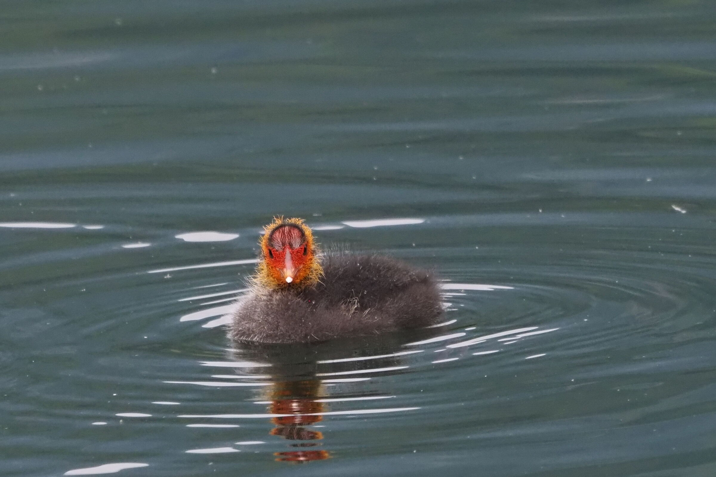 Coot