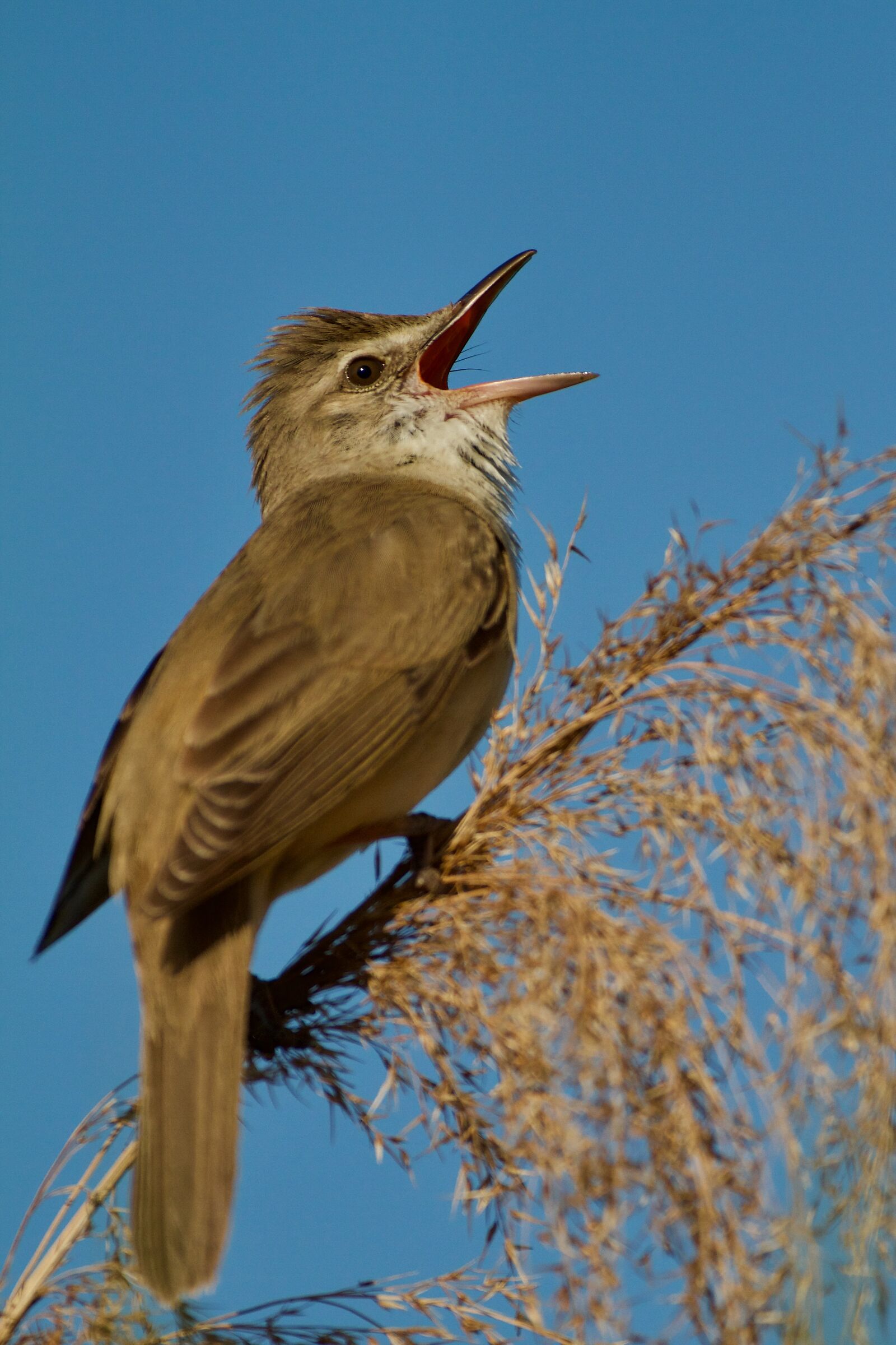 Great reed warbler