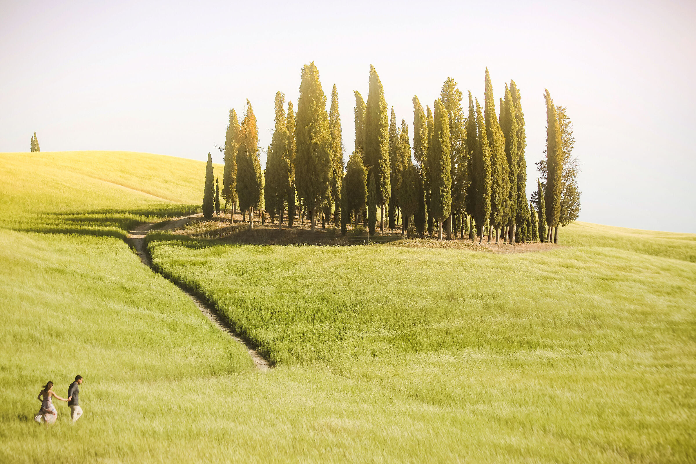 i cipressi di san quirico d'orcia