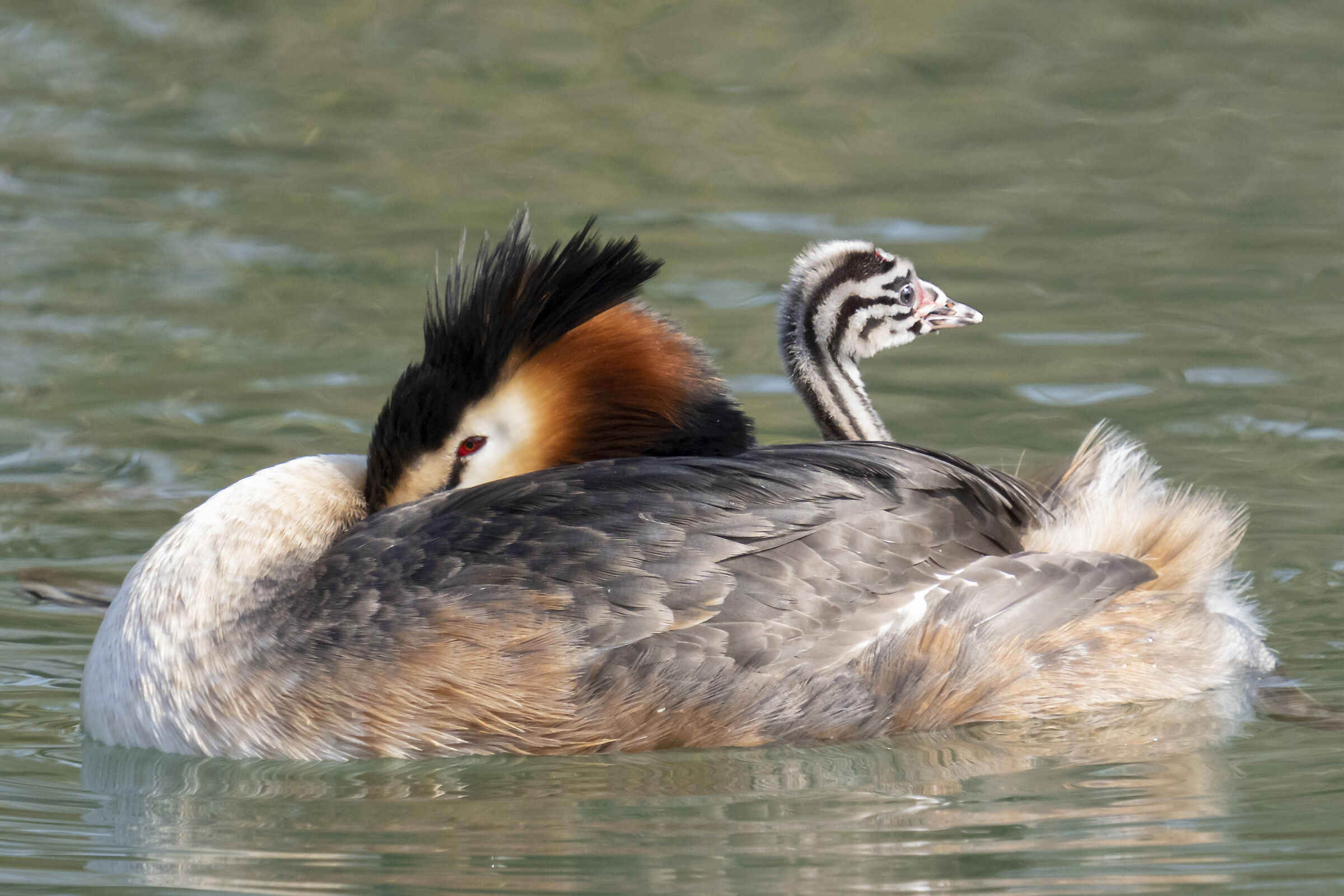 Grebe with pullets