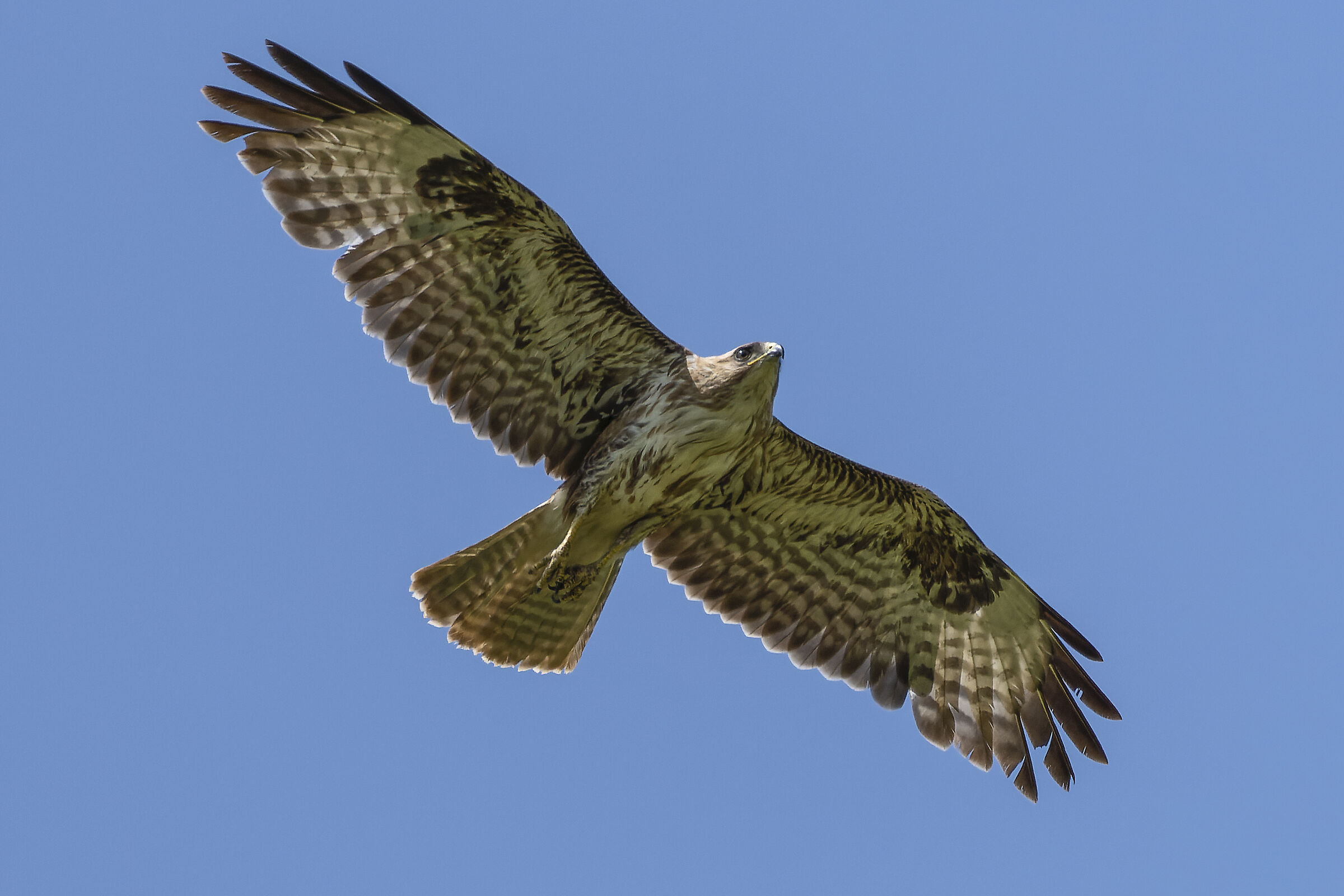 Poiana comune (Buteo, buteo)
